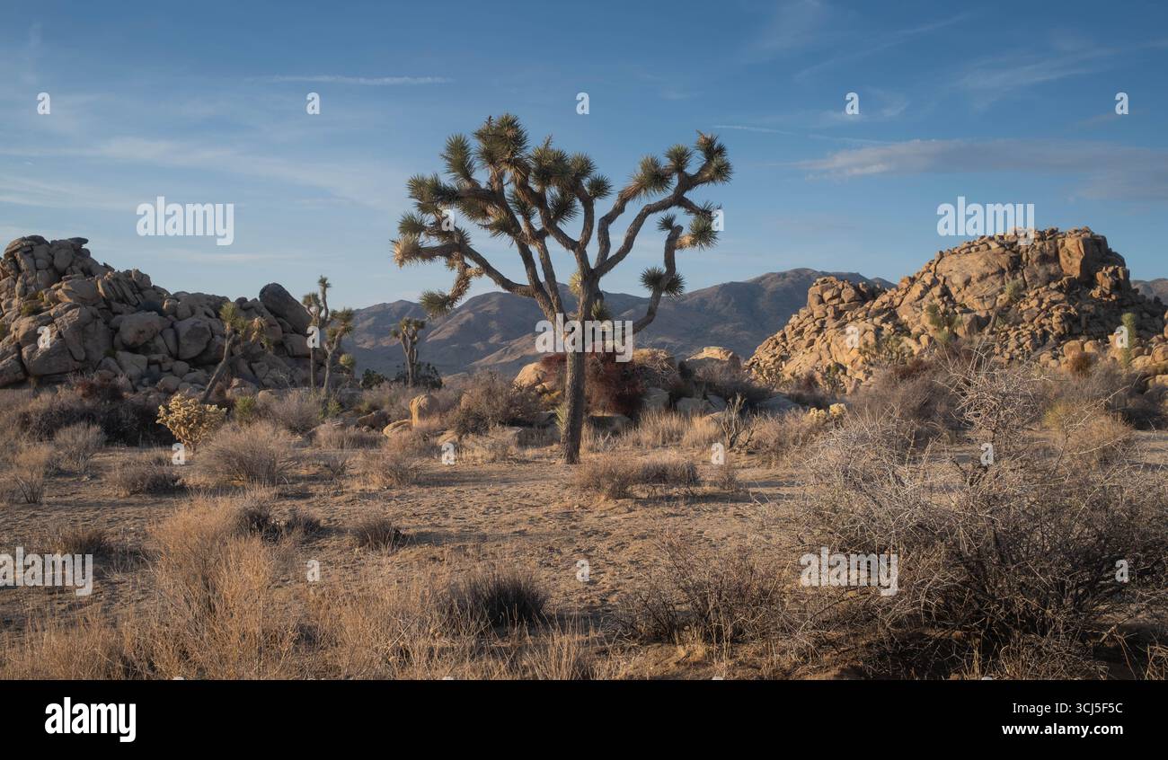 Parco nazionale di Joshua Tree Foto Stock