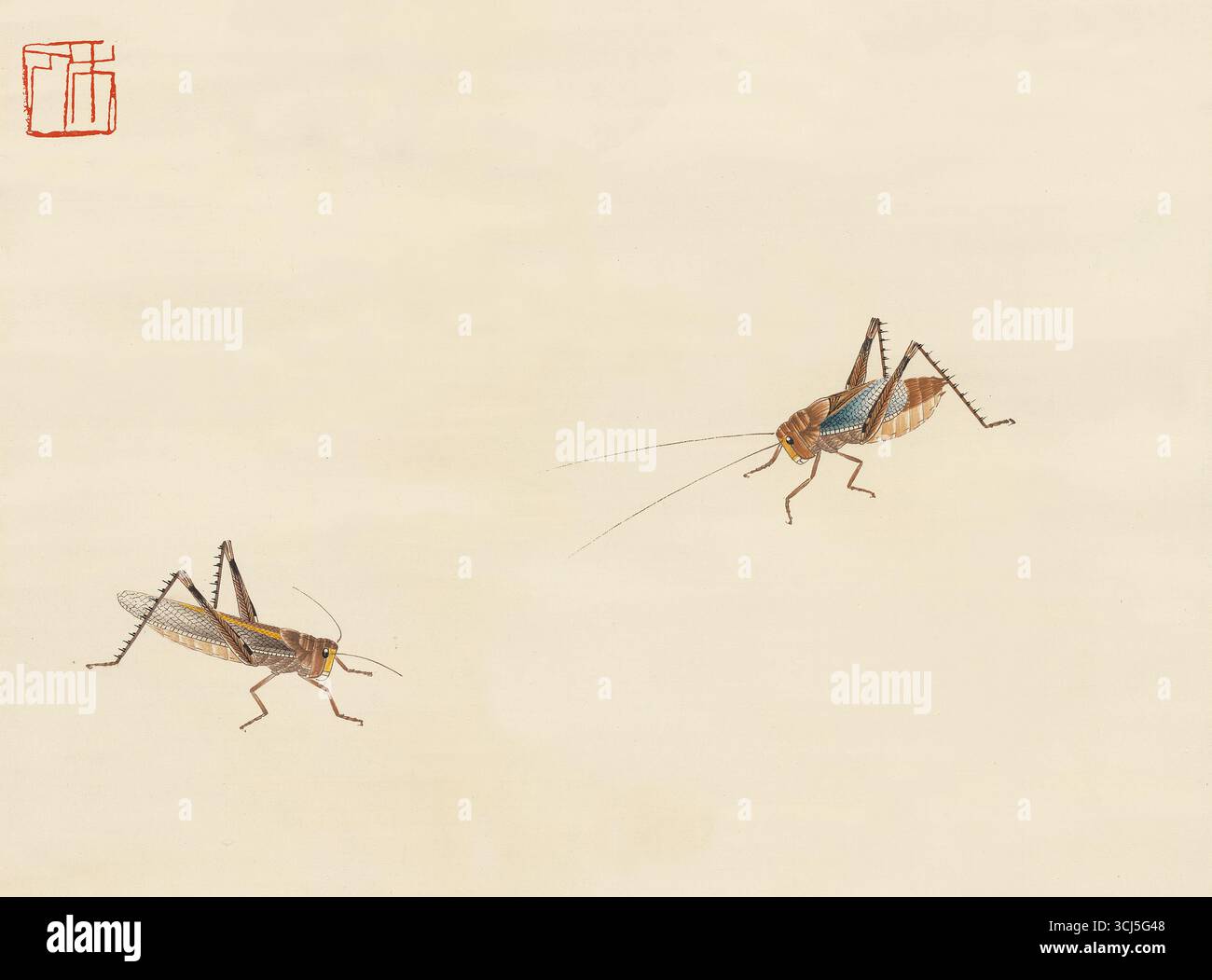 Grasshopper e Katydid - inchiostro cinese e pittura a colori, stile Gongbi Foto Stock