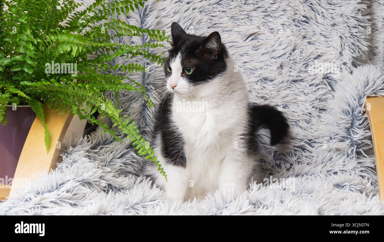 Un gatto bianco e nero siede graziosamente su una sedia morbida e soffice, circondata da una pianta verde. L'atmosfera intima crea un ambiente tranquillo e familiare, p Foto Stock