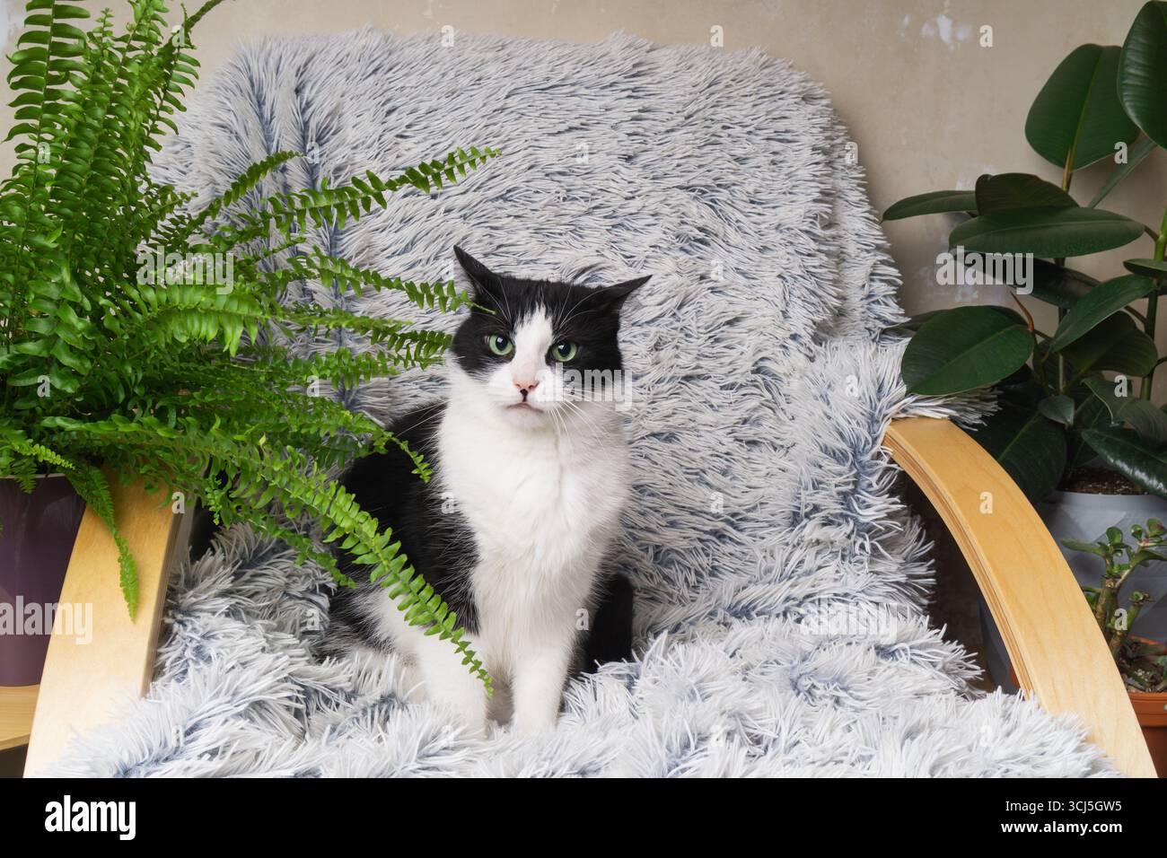 Un gatto bianco e nero siede su una morbida sedia ricoperta di tessuto accogliente. Lo spazio e' decorato con lussureggianti piante interne, creando una serena atmosfera familiare Foto Stock