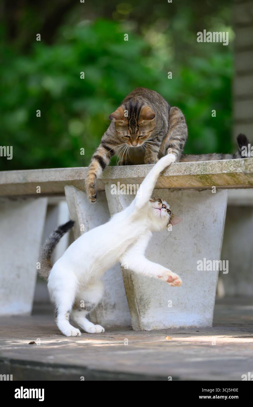 Due gatti lottavano giocosamente in giardino. Foto Stock