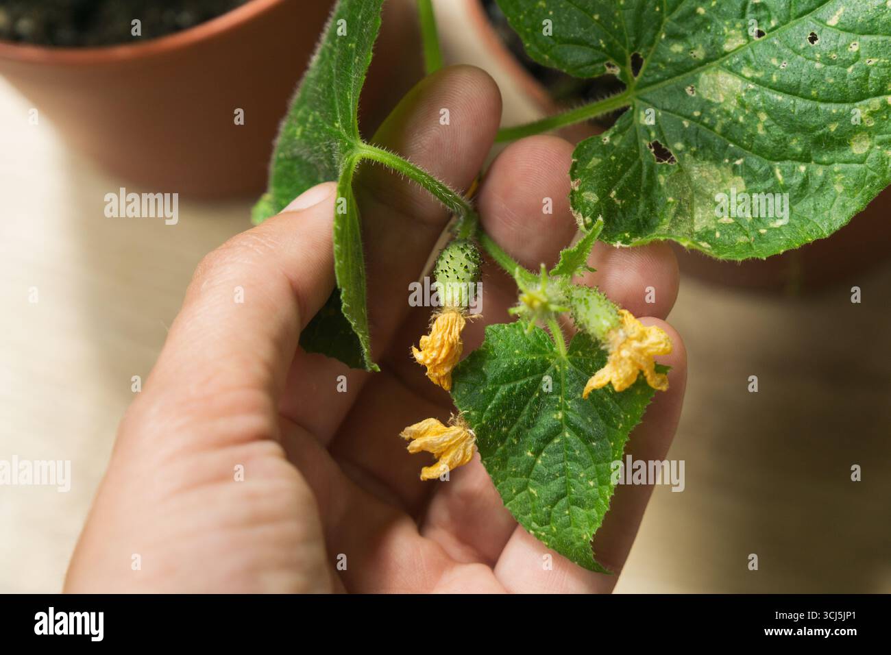 Le piante di cetriolo sono state osservate per segni di malattia. La mano di una persona regge una foglia con fiori gialli e piccoli cetrioli. Sta accadendo in una Foto Stock