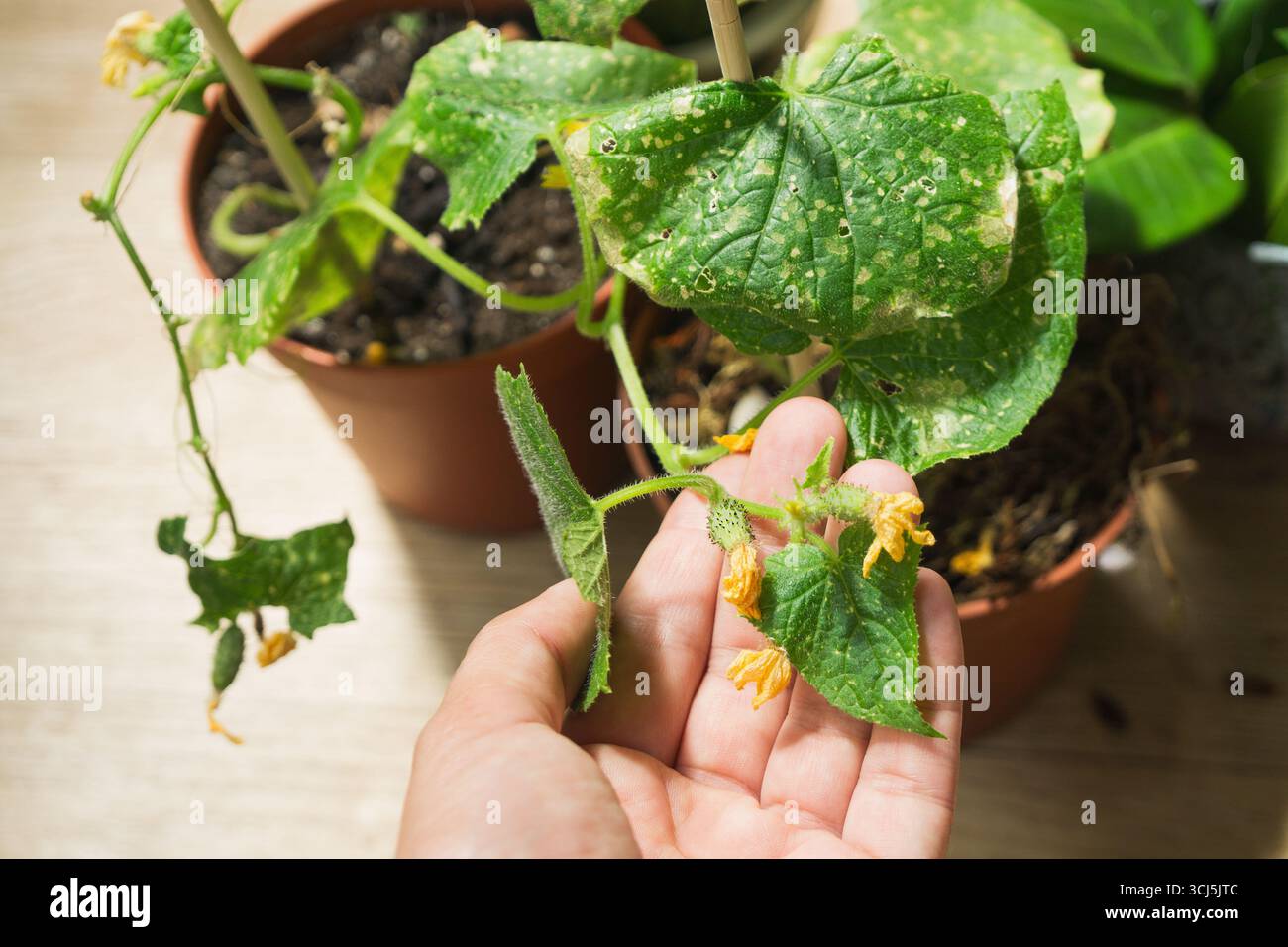 Le piante di cetriolo sono curate in vasi a casa, rivelando sintomi di malattia. Le lamelle mostrano macchie e scolorimento, indicando potenziali s. Foto Stock