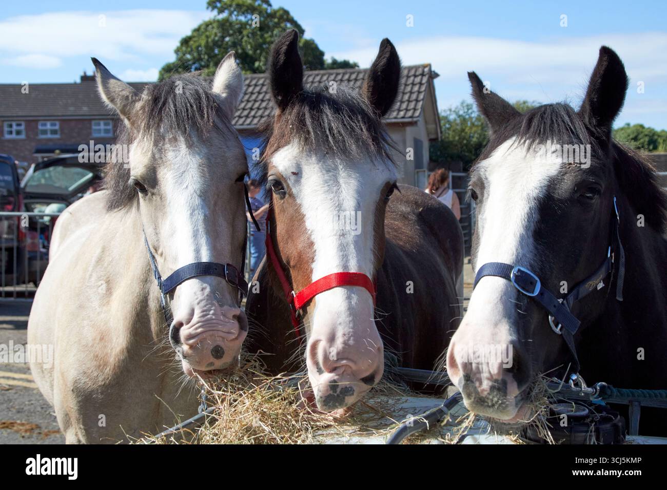 tre cavalli che mangiano fieno nella zona commerciale dei cavalli presso la fiera aul lammas ballycastle county antrim irlanda del nord regno unito Foto Stock