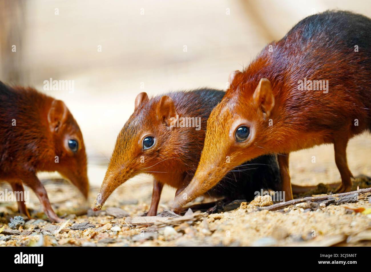 Tre arbusti di elefante nero e rugginito che si forgiano sul terreno della foresta Foto Stock