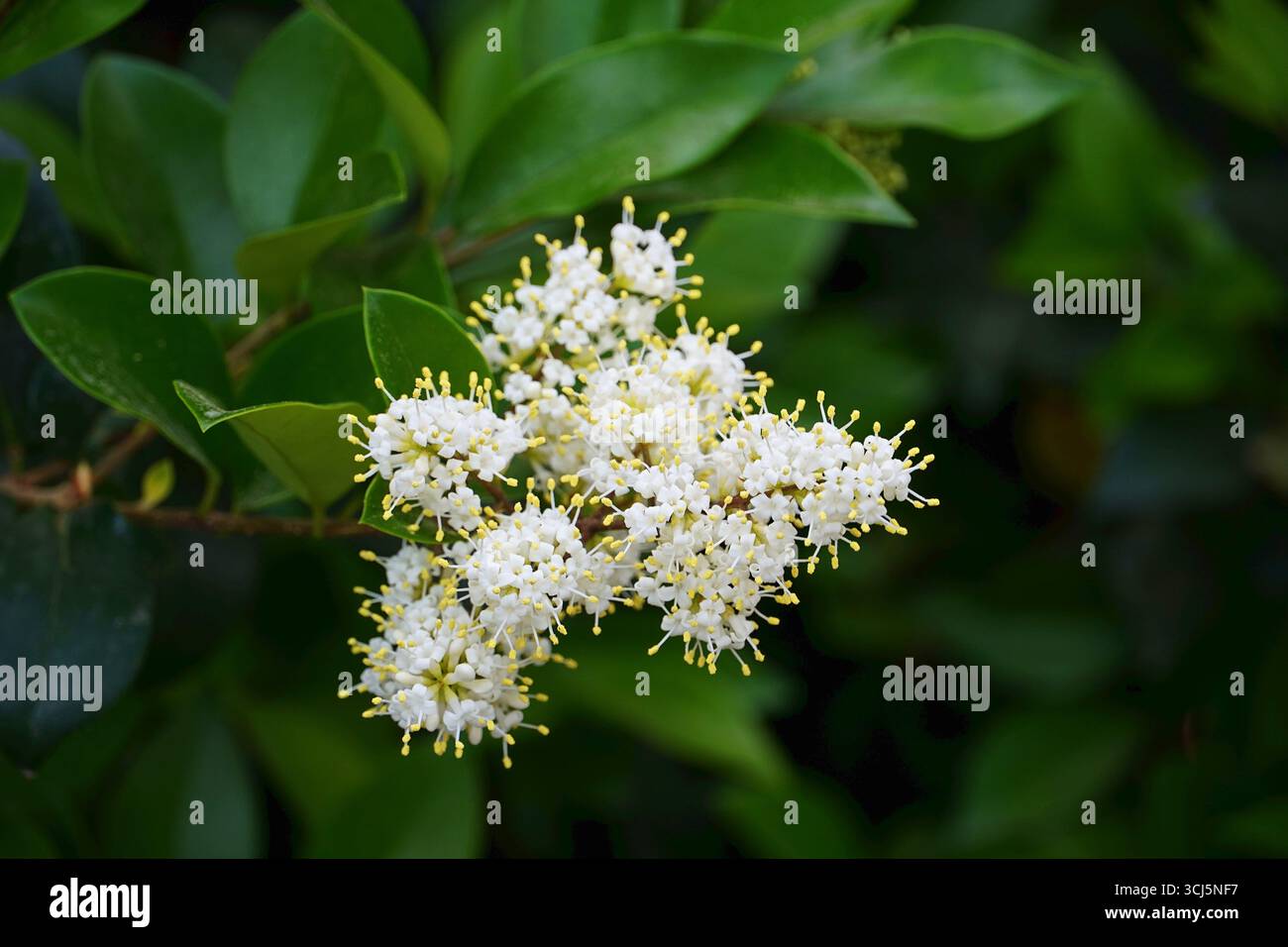 Privet di foglie di cera, o Ligustrum japonicum, piante e fiori bianchi, in un giardino ad Atene, Grecia Foto Stock