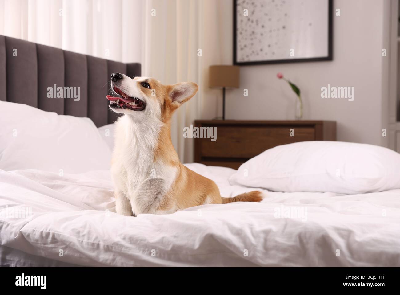 Hotel in cui sono ammessi gli animali domestici. Bel cane seduto sul letto all'interno Foto Stock