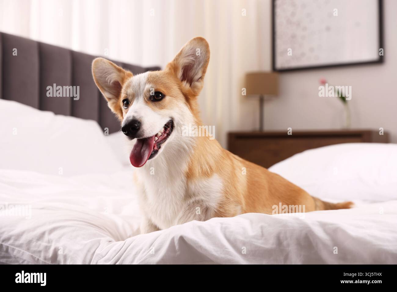 Hotel in cui sono ammessi gli animali domestici. Bel cane seduto sul letto all'interno Foto Stock