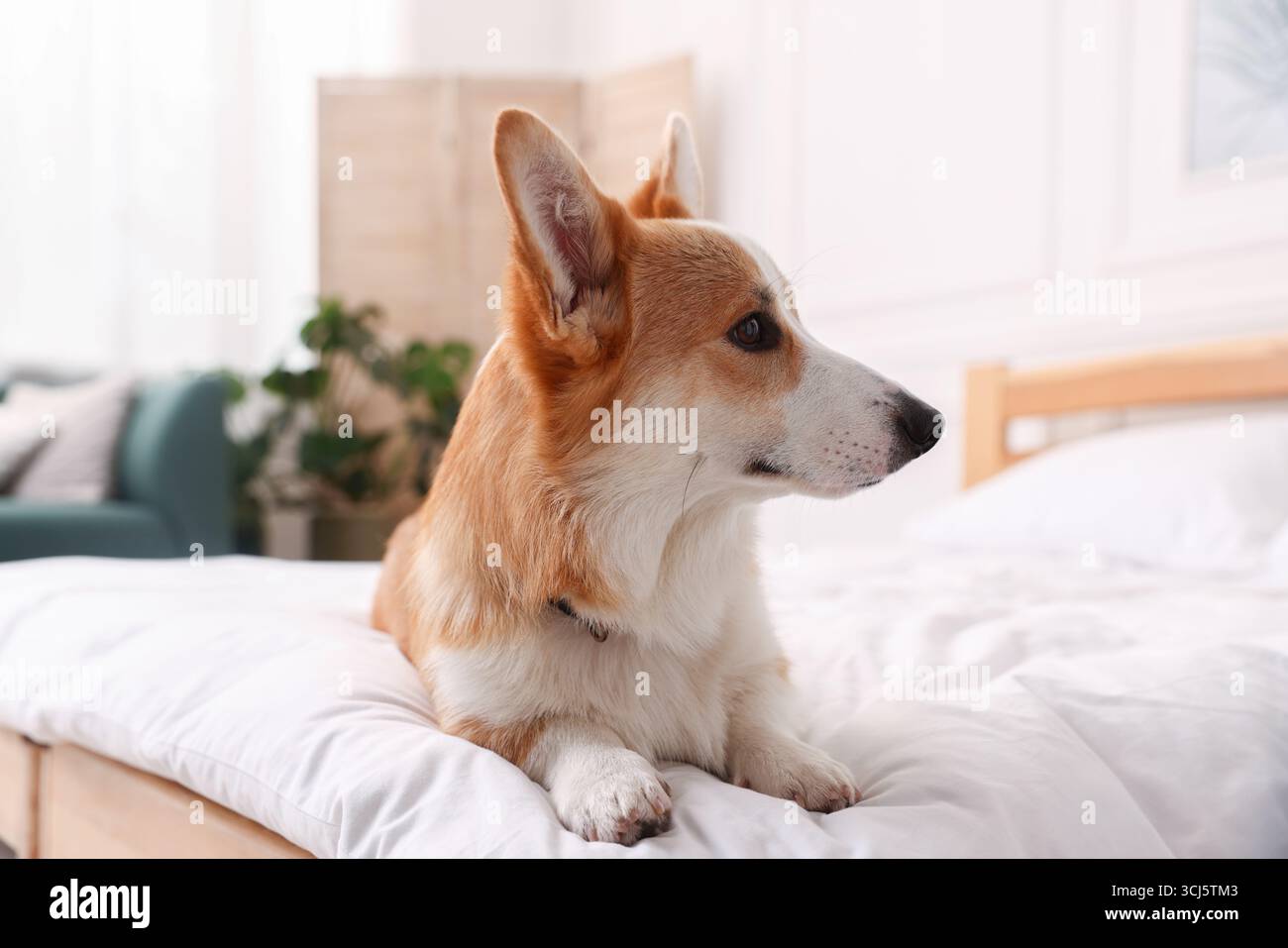 Hotel in cui sono ammessi gli animali domestici. Bel cane a letto al chiuso Foto Stock