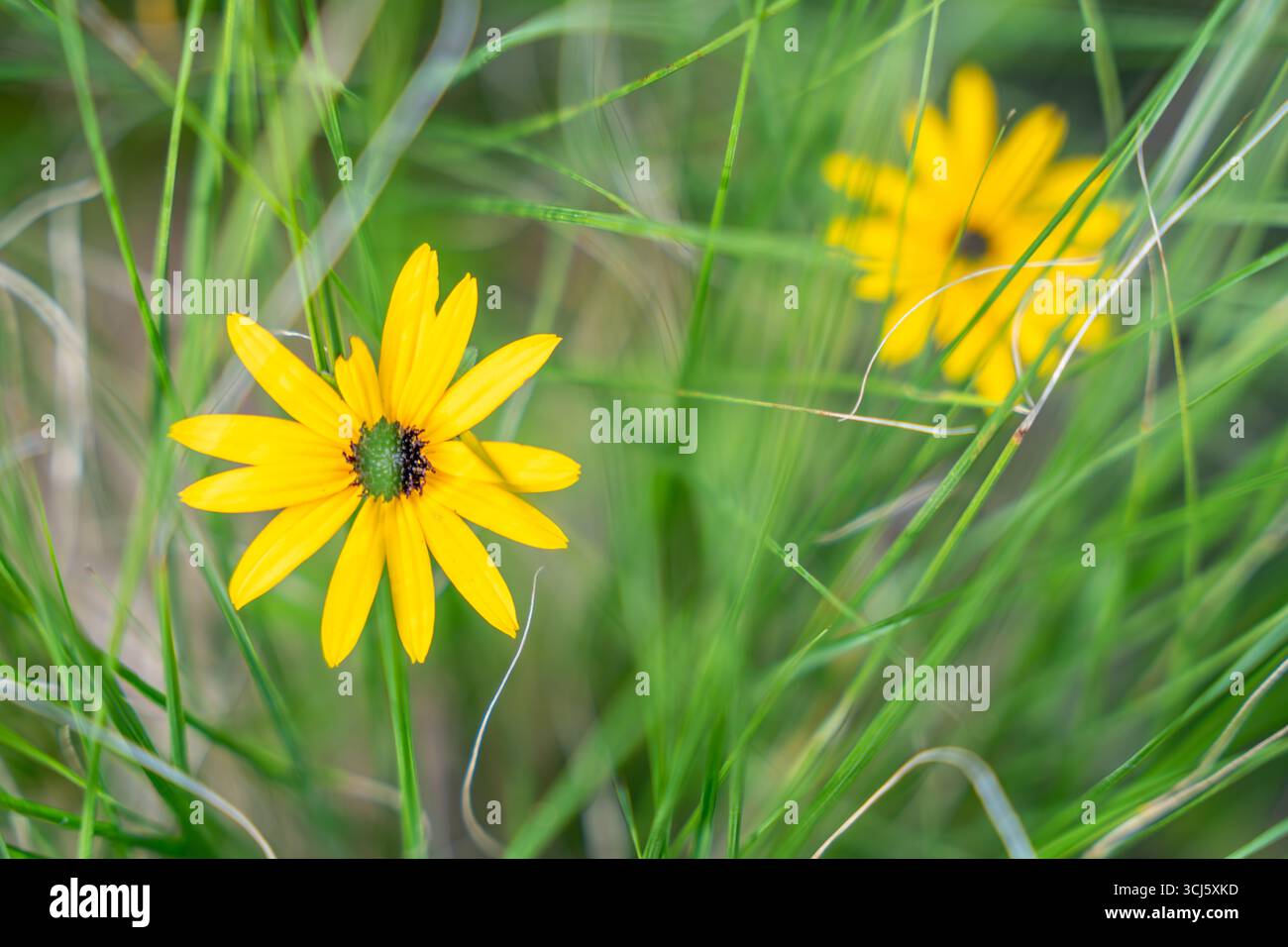 Un delicato fiore giallo simile a una margherita sbircia attraverso l'erba lunga. I suoi petali freschi contrastano splendidamente con le lame verdi. Foto Stock