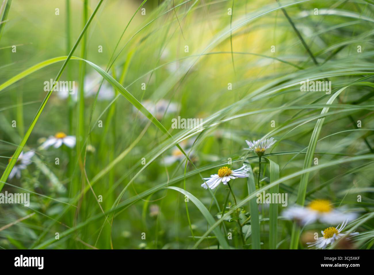Tra le alte erbe verdi fioriscono piccole sciroppi selvatiche. I delicati petali bianchi e i centri gialli scorrono attraverso le lame. Foto Stock