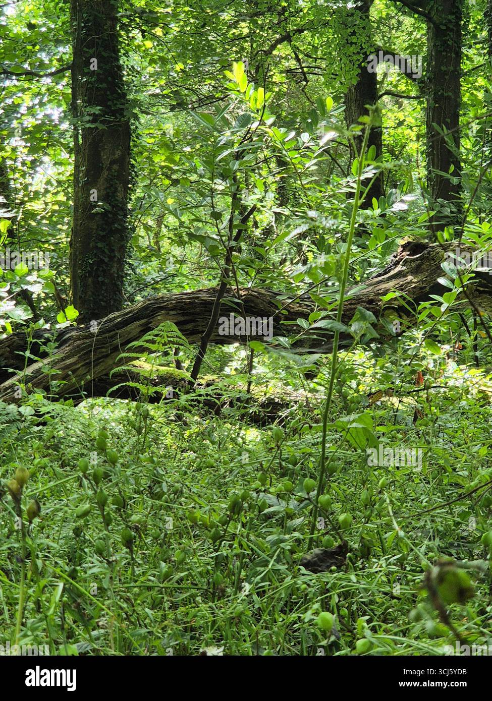 Bosco, sole tra gli alberi, Cornovaglia - Immagine stock catturata con smartphone