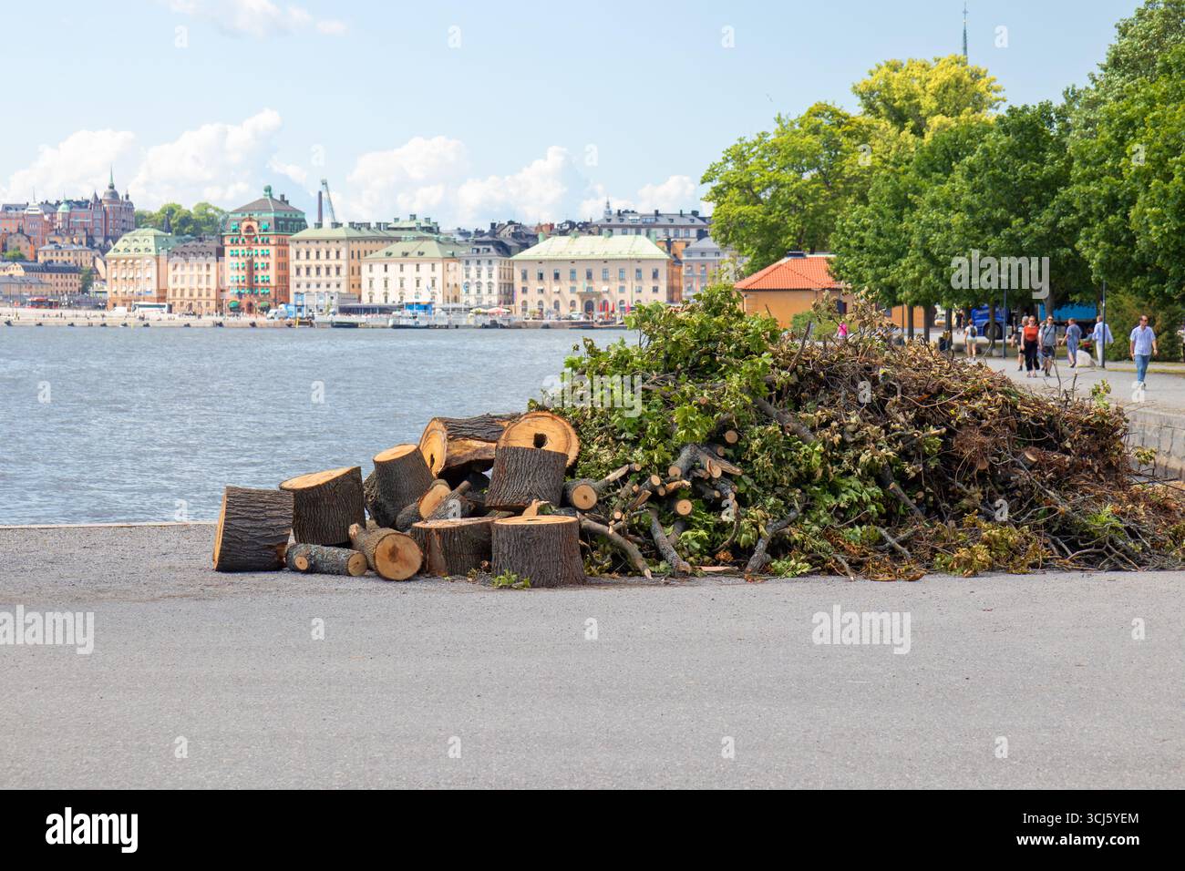 Alberi abbattuti in un’area urbana, evidenziando la deforestazione e la perdita di spazi verdi, sottolineando le sfide dell’architettura paesaggistica urbana e dell’impatto ambientale, Foto Stock