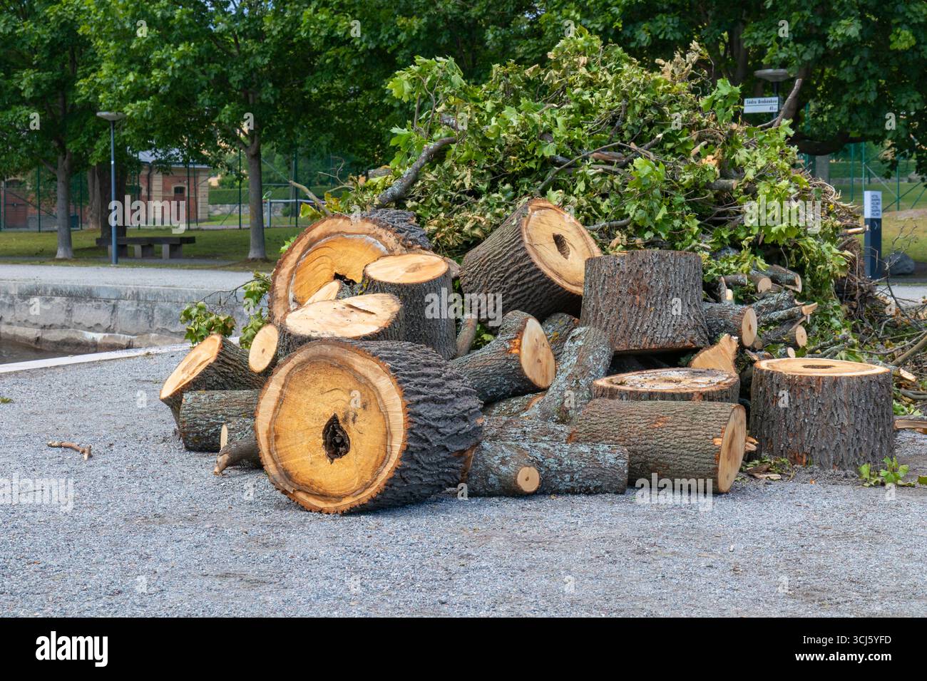 Alberi abbattuti in un’area urbana, evidenziando la deforestazione e la perdita di spazi verdi, sottolineando le sfide dell’architettura paesaggistica urbana e dell’impatto ambientale, Foto Stock