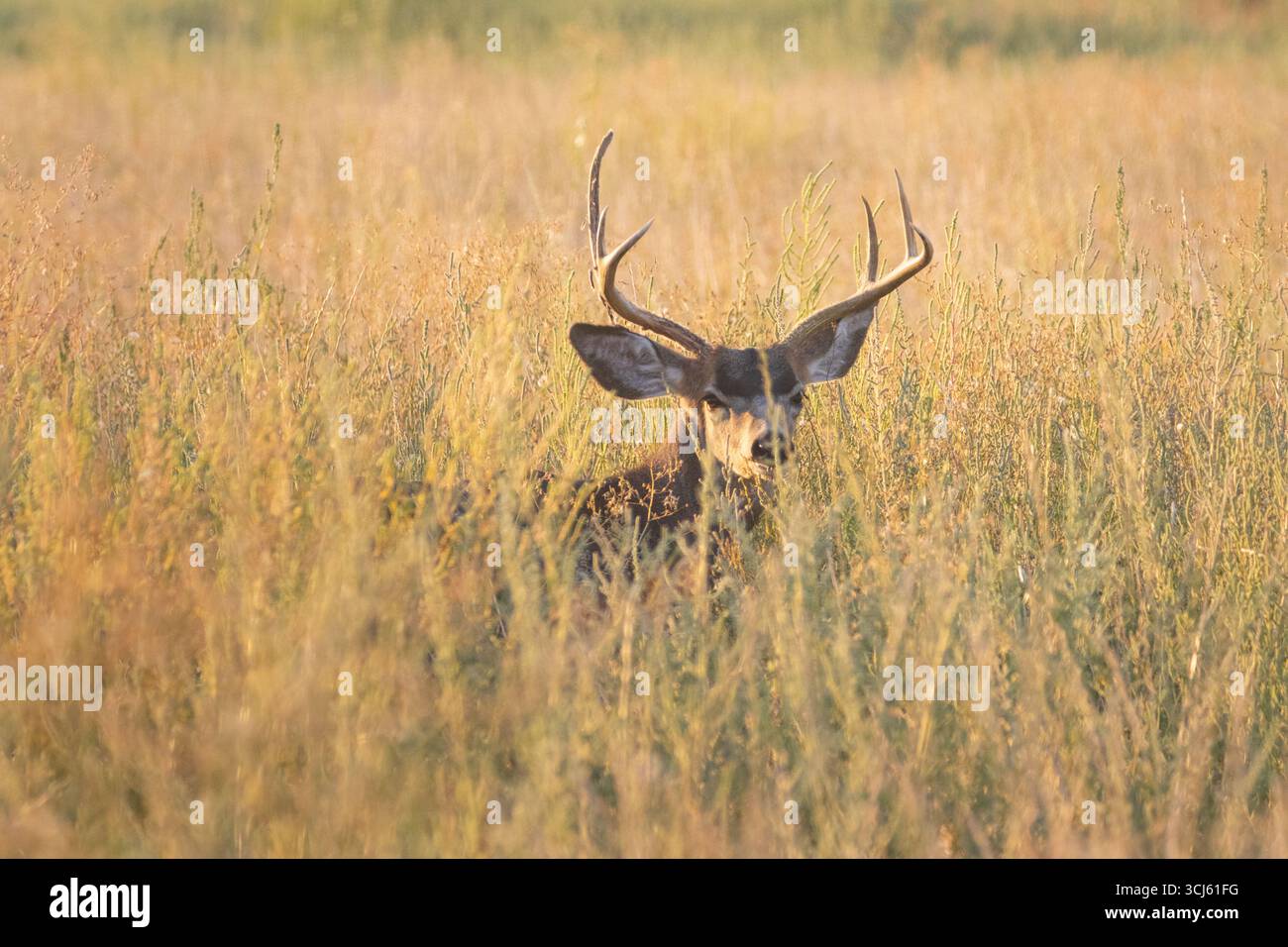 Mulo cervo (Odocoileus hemionus) con palchi che riposano in alta erba dorata all'alba nella Honey Lake Wildlife area, Lassen County, California. Foto Stock