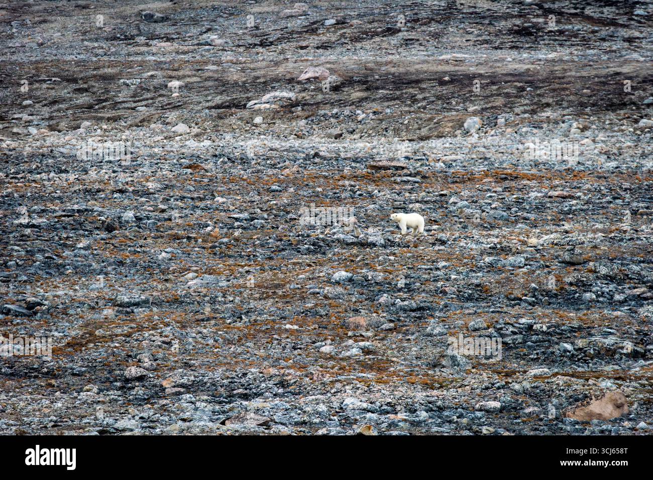 Polar Bear on Danes Island Svalbard Norvegia // DANES ISLAND, Svalbard — Un orso polare cammina attraverso il terreno roccioso dell'isola Danes, parte dell'arcipelago norvegese delle Svalbard nell'Oceano Artico. Danes Island, con un'area di 40,6 km² (15,7 sq mi), si trova al largo della costa nord-occidentale di Spitsbergen. L'isola è disabitata, caratteristica comune per la maggior parte delle isole Svalbard. Storicamente, Danes Island era un sito per le stazioni baleniere fondato dagli olandesi negli anni '1630 e una stazione danese negli anni '1630 Servì anche come punto di partenza per la sfortunata spedizione artica di S. A. Andrée Foto Stock