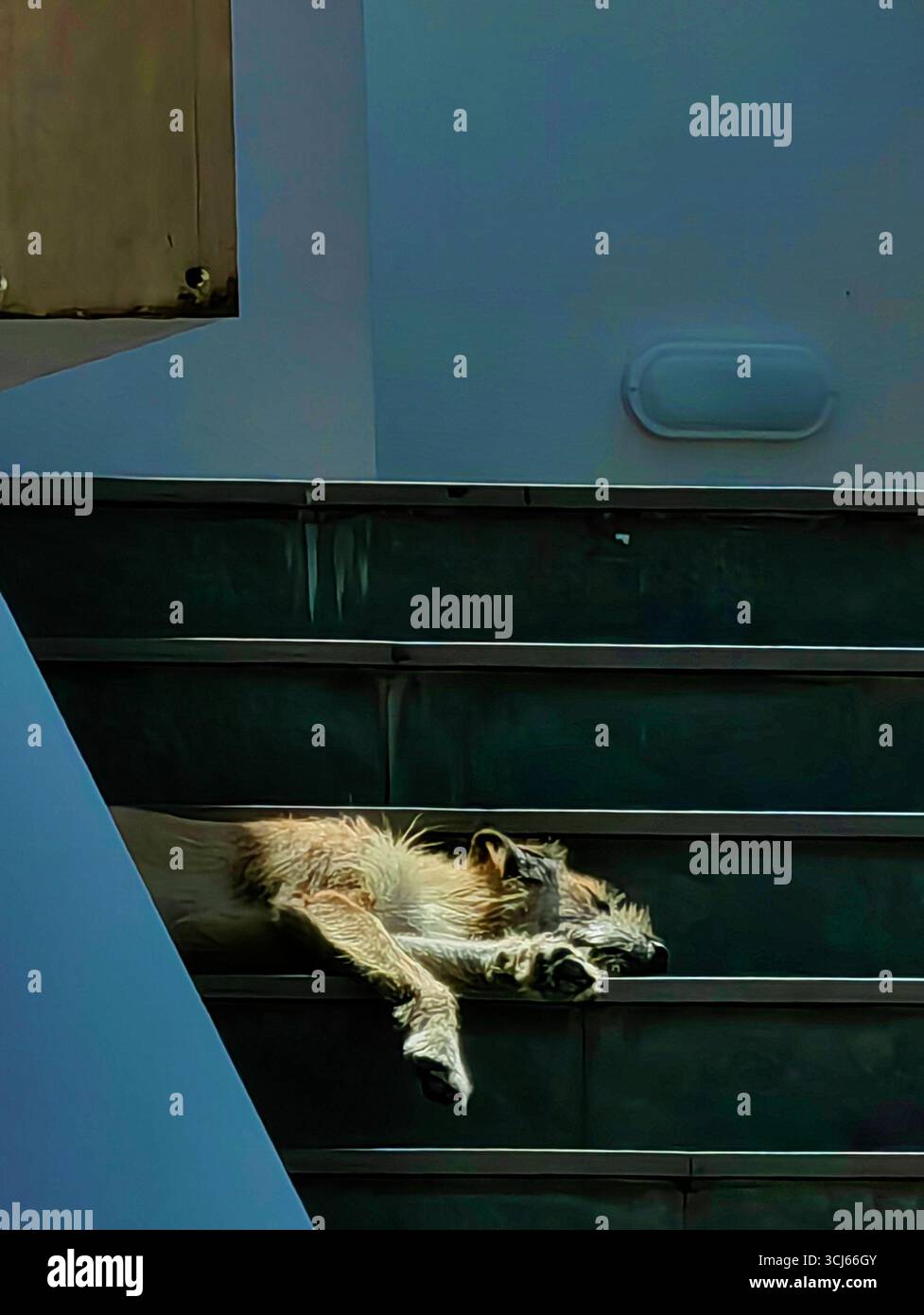 Sunlit Rest - Shaggy Yellow Stray Dog sui gradini all'aperto Foto Stock