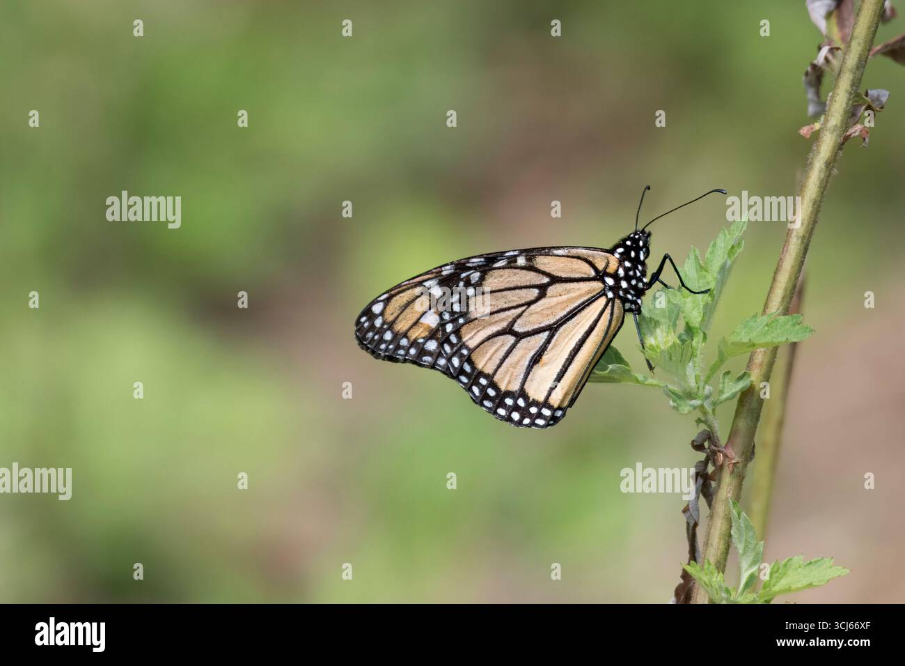 La farfalla Monarch (Danaus plexippus) è una farfalla di alghe lattiere (sottofamiglia Danainae) della famiglia Nymphalidae. Foto Stock