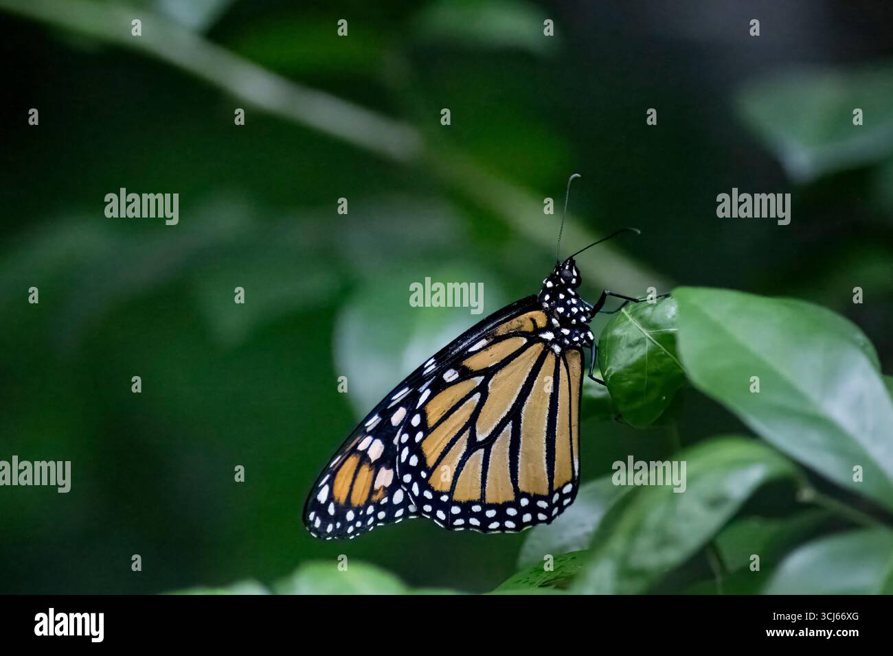 La farfalla Monarch (Danaus plexippus) è una farfalla di alghe lattiere (sottofamiglia Danainae) della famiglia Nymphalidae. Foto Stock