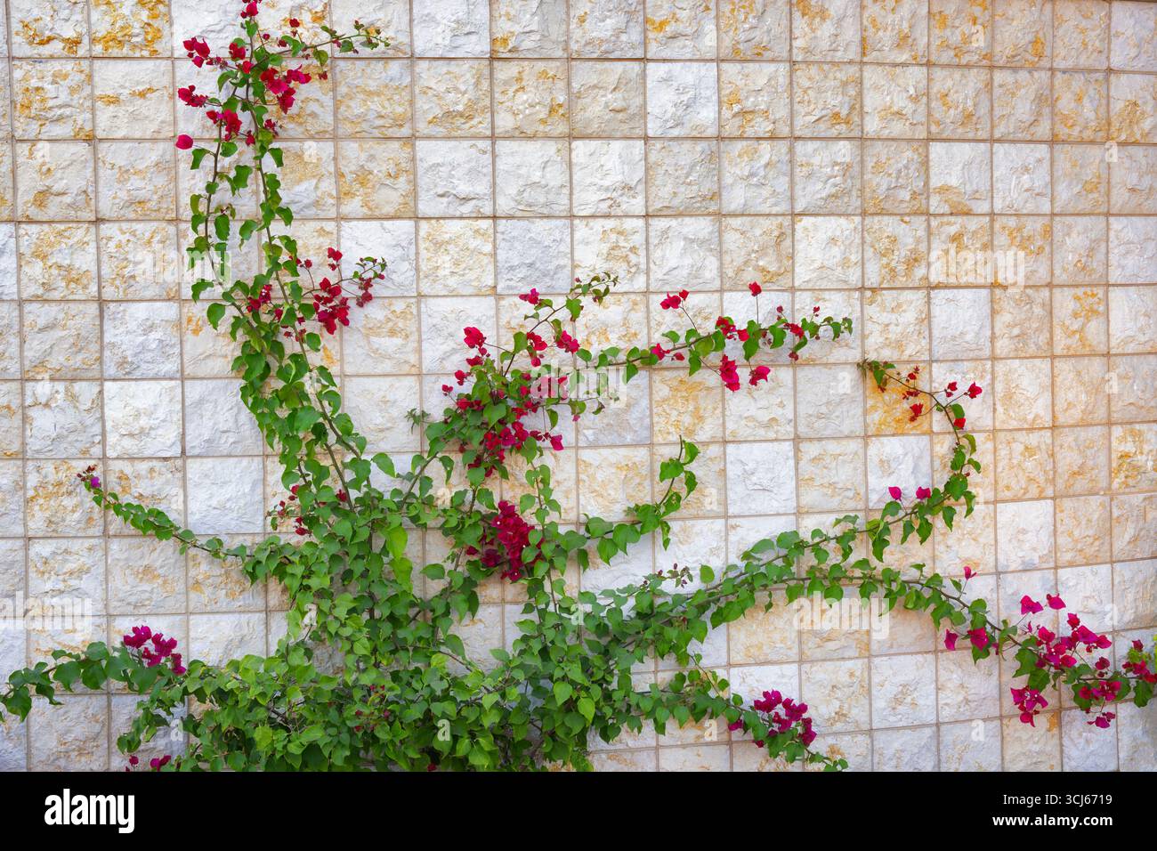 Piante di bouganville e muri da giardino, Phoenix, Arizona Foto Stock