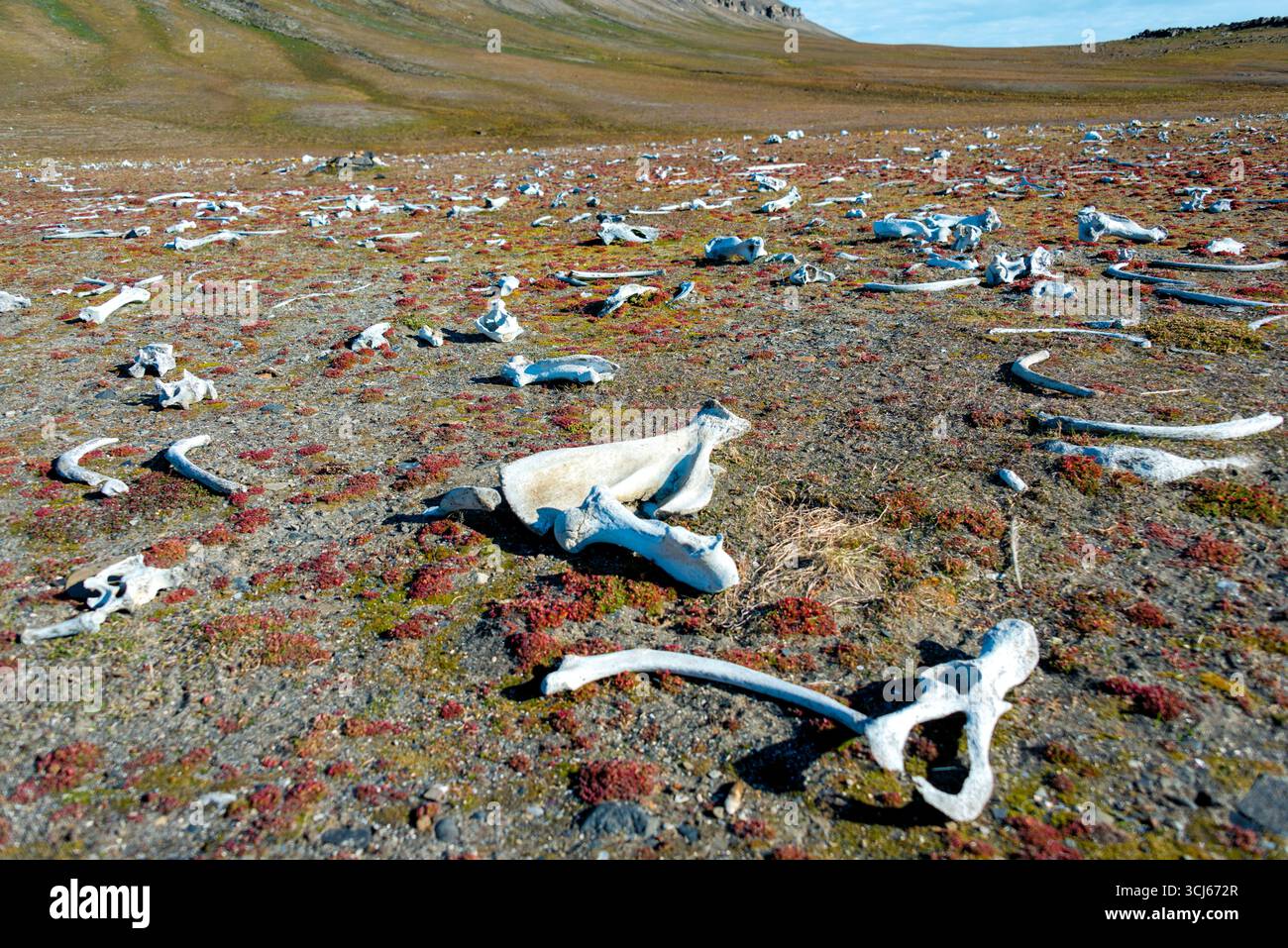 Ossa di balena a Edge Island Svalbard Norvegia // EDGE ISLAND, NORVEGIA — le ossa di balena sono sparse attraverso il paesaggio tundra di Edgeøya, un'isola nell'arcipelago delle Svalbard situata nello Storfjorden. Questa remota isola artica è conosciuta per la sua bellezza e i resti delle attività baleniere del passato. Edgeøya è la terza isola più grande dell'arcipelago delle Svalbard e fa parte della riserva naturale delle Svalbard sudorientali. Le ossa testimoniano l'importanza storica della caccia alle balene nella regione, risalente al XVII secolo. Foto Stock