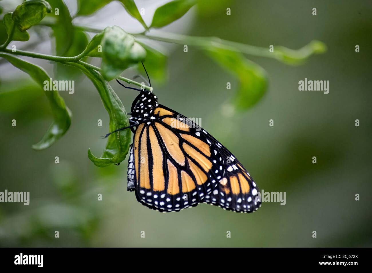La farfalla Monarch (Danaus plexippus) è una farfalla di alghe lattiere (sottofamiglia Danainae) della famiglia Nymphalidae. Foto Stock