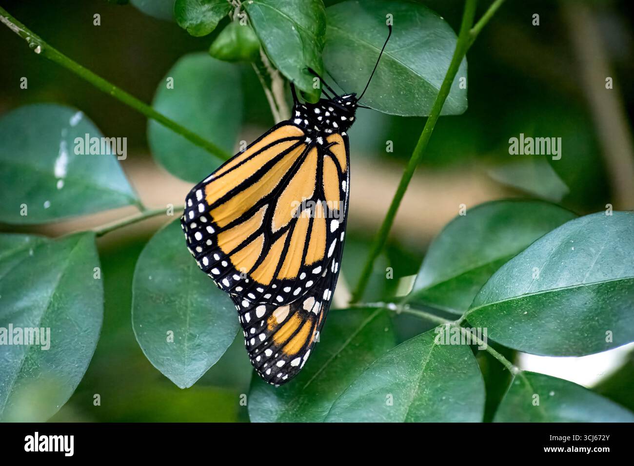 La farfalla Monarch (Danaus plexippus) è una farfalla di alghe lattiere (sottofamiglia Danainae) della famiglia Nymphalidae. Foto Stock