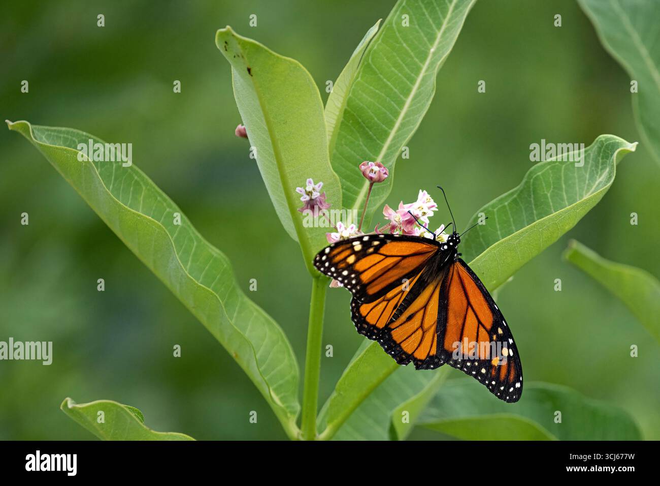 La farfalla Monarch (Danaus plexippus) è una farfalla di alghe lattiere (sottofamiglia Danainae) della famiglia Nymphalidae. Foto Stock