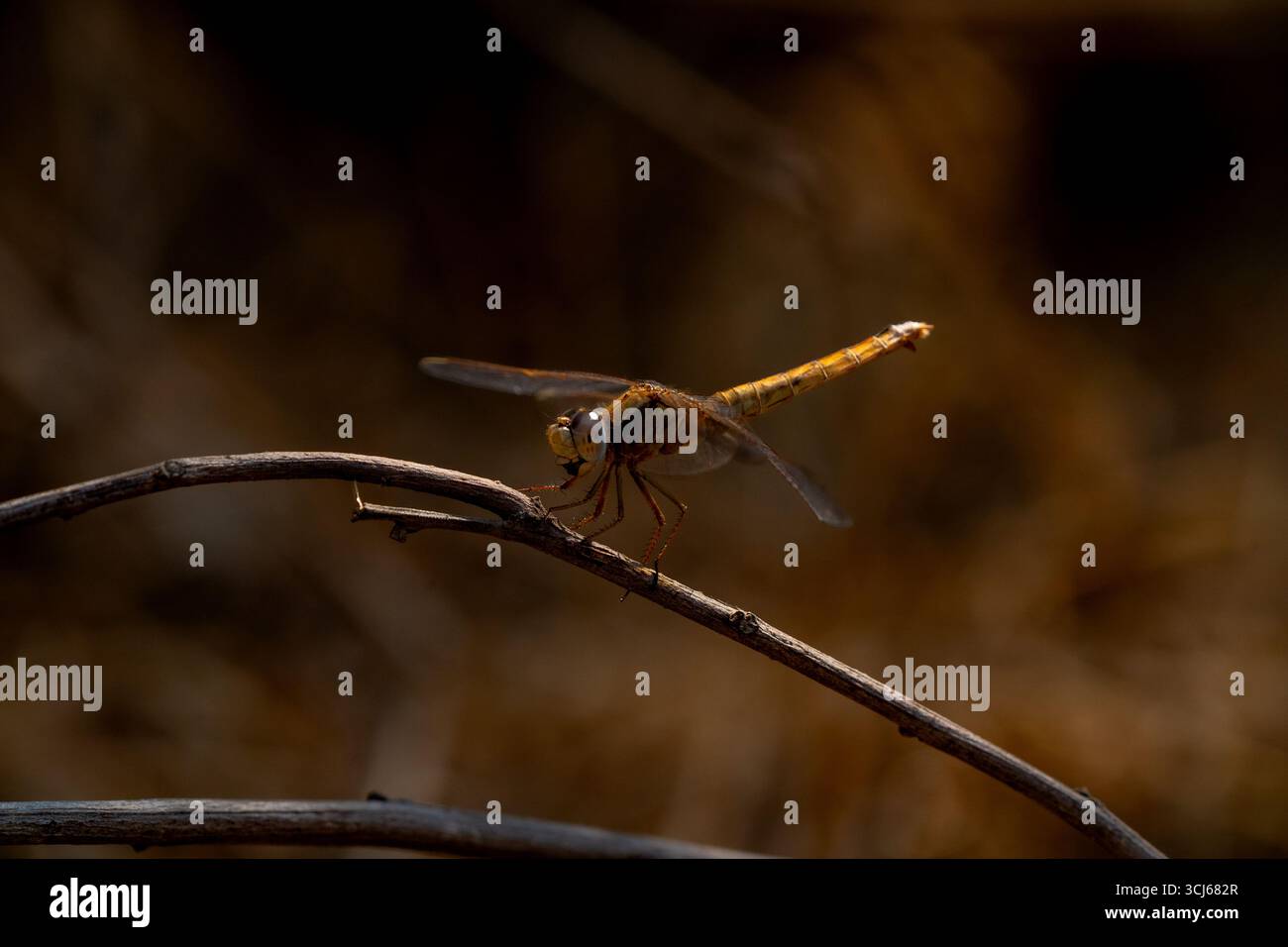 Primo piano di una libellula arroccata sul ramo asciutto, Tete, Mozambico Foto Stock