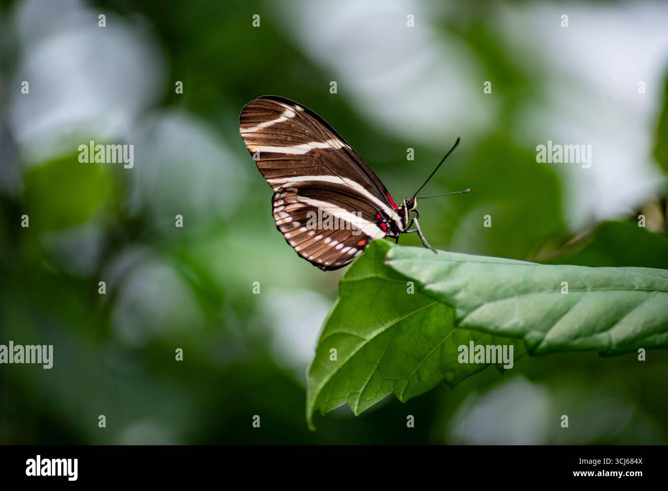 Heliconius charithonia, Zebra Longwing o Zebra Heliconian Butterfly, una specie di farfalla appartenente alla sottofamiglia Heliconiinae. Foto Stock
