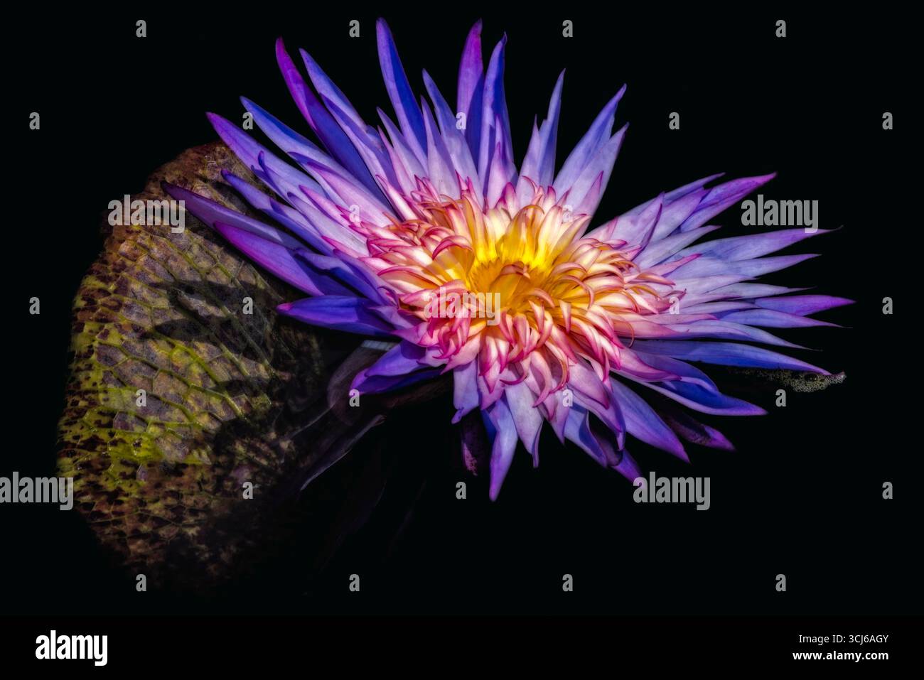 Jewel of the Water - su uno sfondo nero, una vivace ninfea d'acqua sfoggia i suoi strati di petali viola e gialli Foto Stock