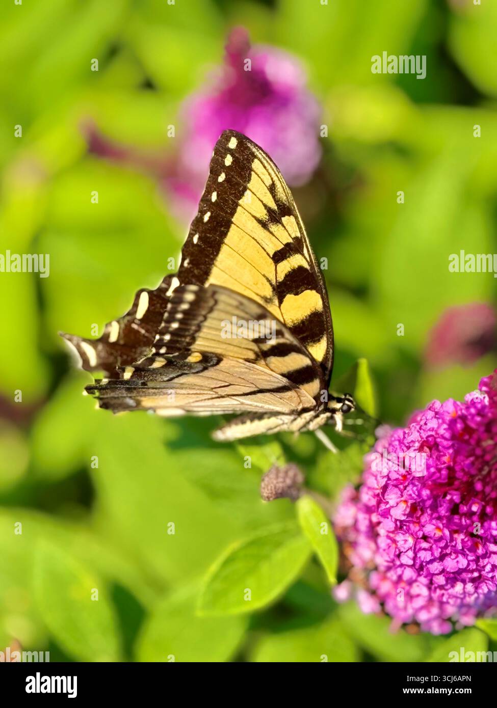 Farfalla Black Yellow Tiger Swallowtail su un cespuglio nano fucsia. giardino profumato in stile cottage sul retro in surburbia. Foto Stock