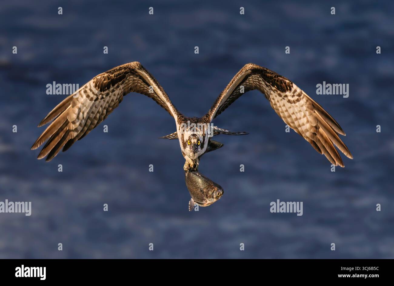 Osprey Talons of Power Foto Stock