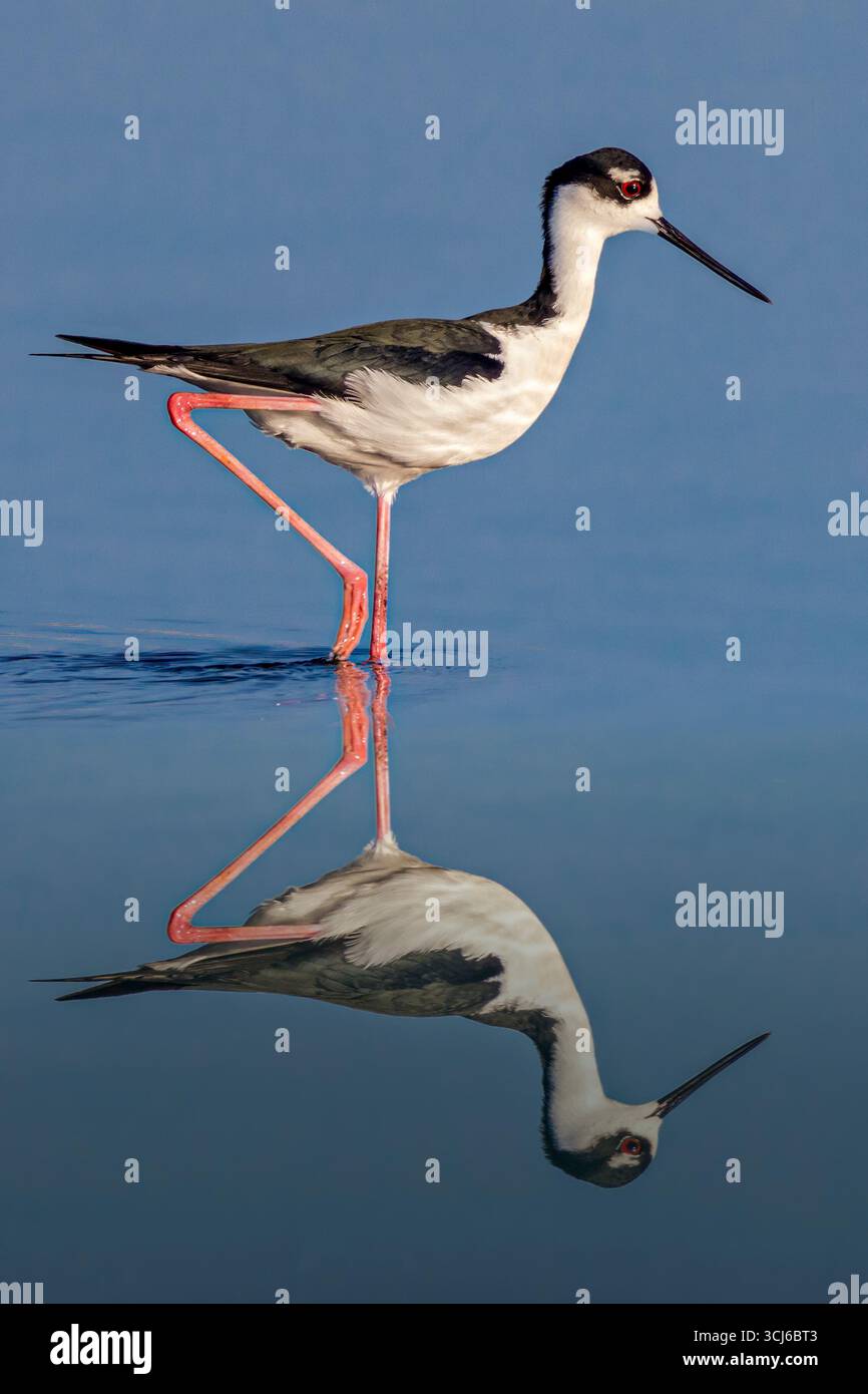 Black Neck Stilt Bird Foto Stock