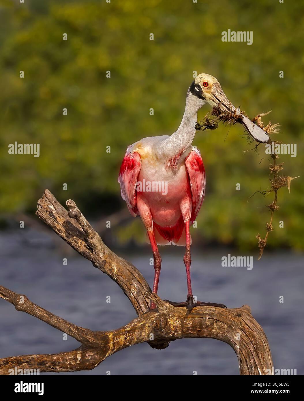 Roseate Spoonbill Foto Stock