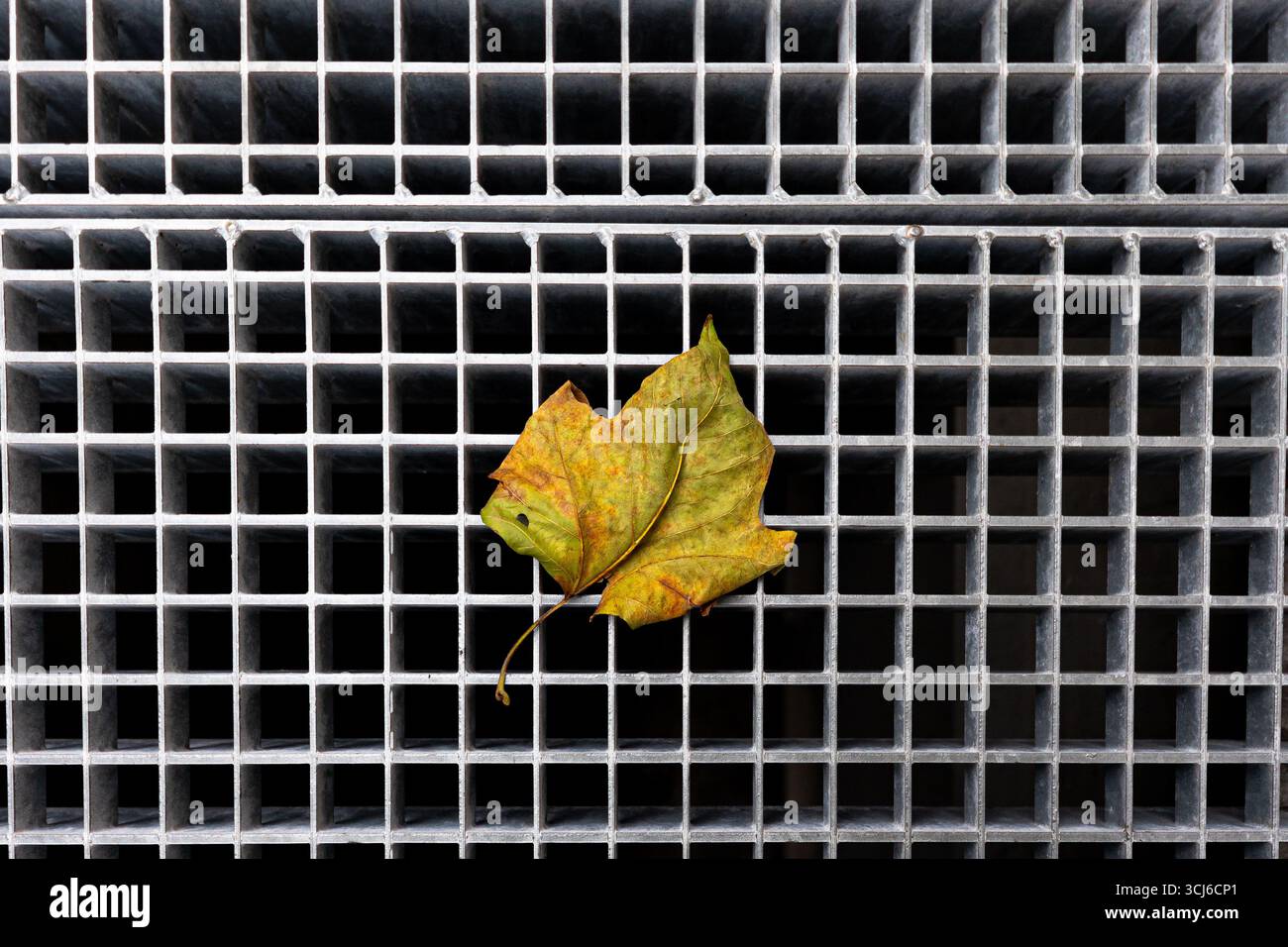 Le foglie autunnali cadute dai colori mutevoli si appoggiano su una griglia metallica con aperture quadrate, creando un contrasto tra natura e ambiente urbano Foto Stock