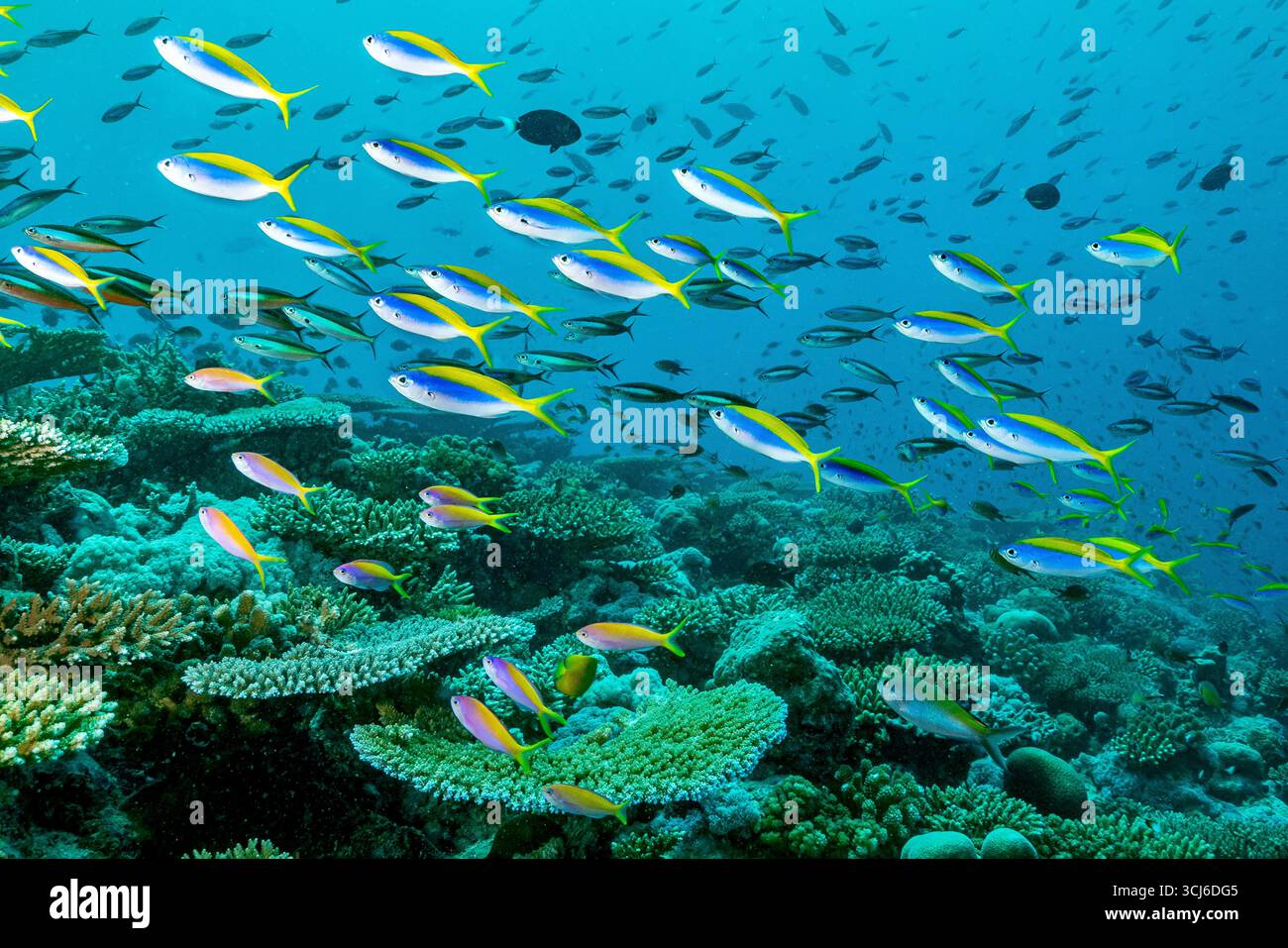 Barriera corallina dura nella laguna di Mayotte, habitat vitale per la vita marina ma minacciata dai cambiamenti climatici, dalle sbiancamenti e dalla pressione umana. Foto Stock