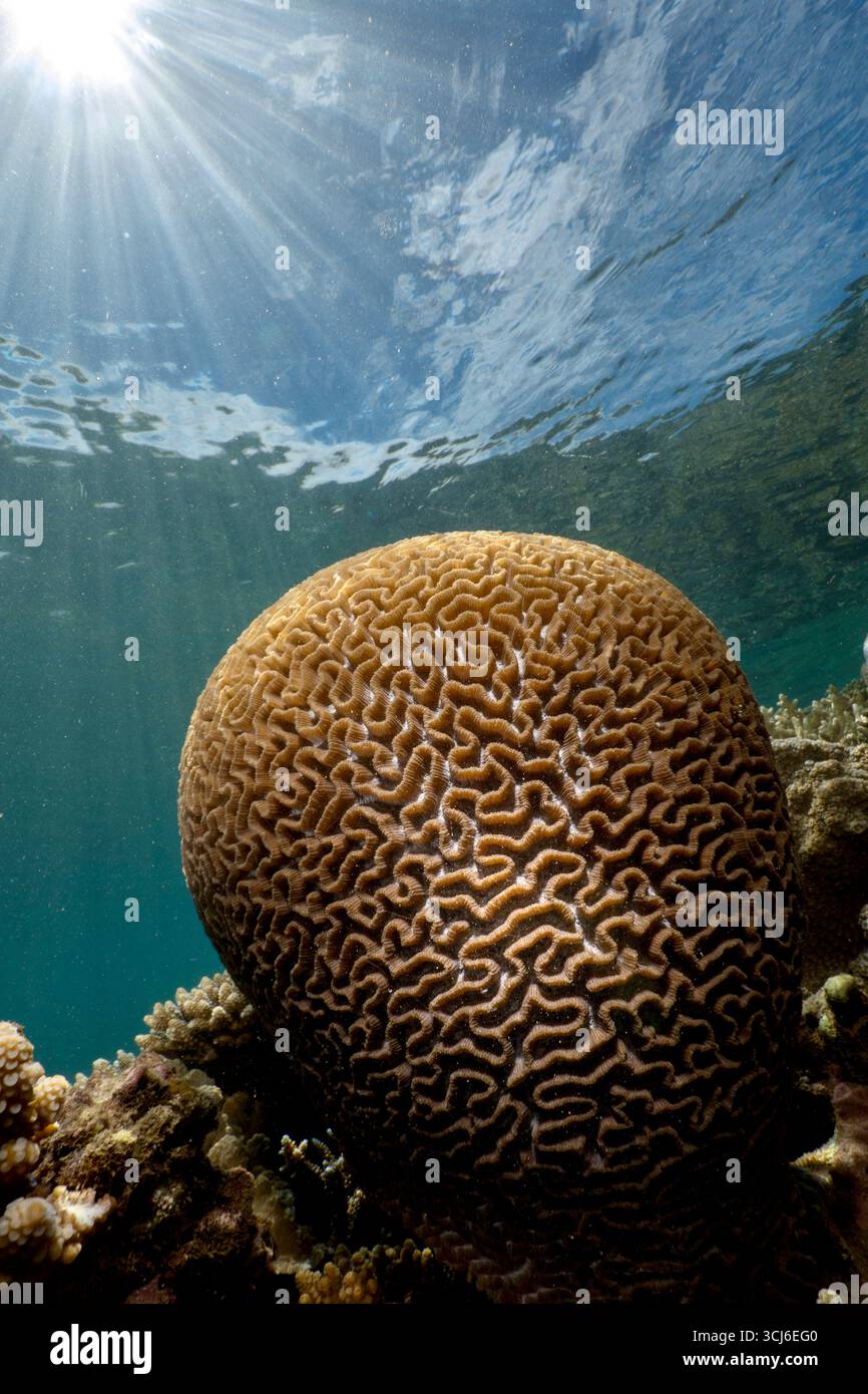 Barriera corallina dura nella laguna di Mayotte, habitat vitale per la vita marina ma minacciata dai cambiamenti climatici, dalle sbiancamenti e dalla pressione umana. Foto Stock