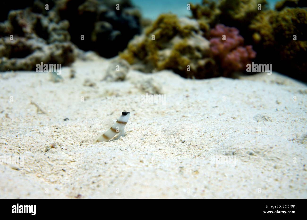 Amblyeleotris sungami - il compagno di Magnus è la guardia in piedi Foto Stock