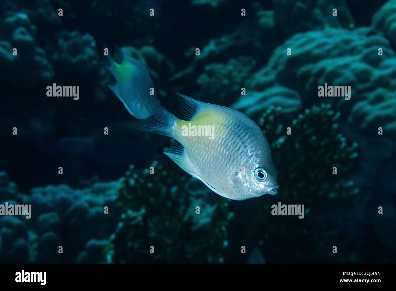 Amblyglyphidodon flavilatus - pesce dannato del Mar Rosso Foto Stock