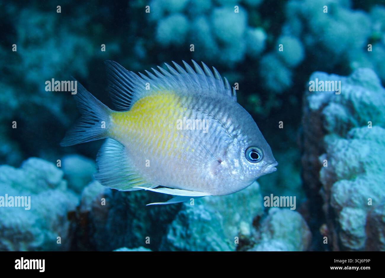 Amblyglyphidodon flavilatus - pesce dannato del Mar Rosso Foto Stock