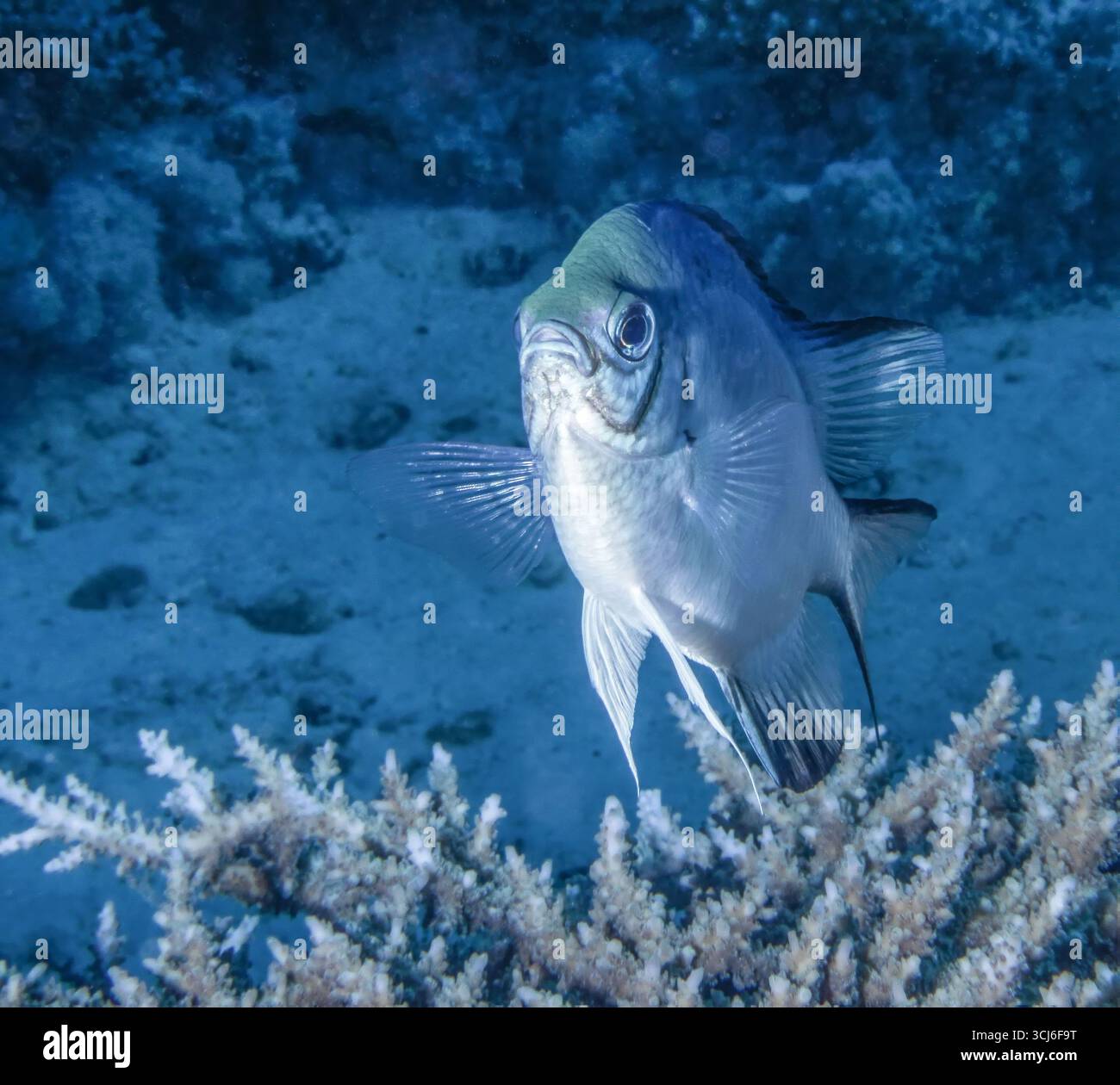 Amblyglyphidodon leucogaster - damigella bianca Foto Stock