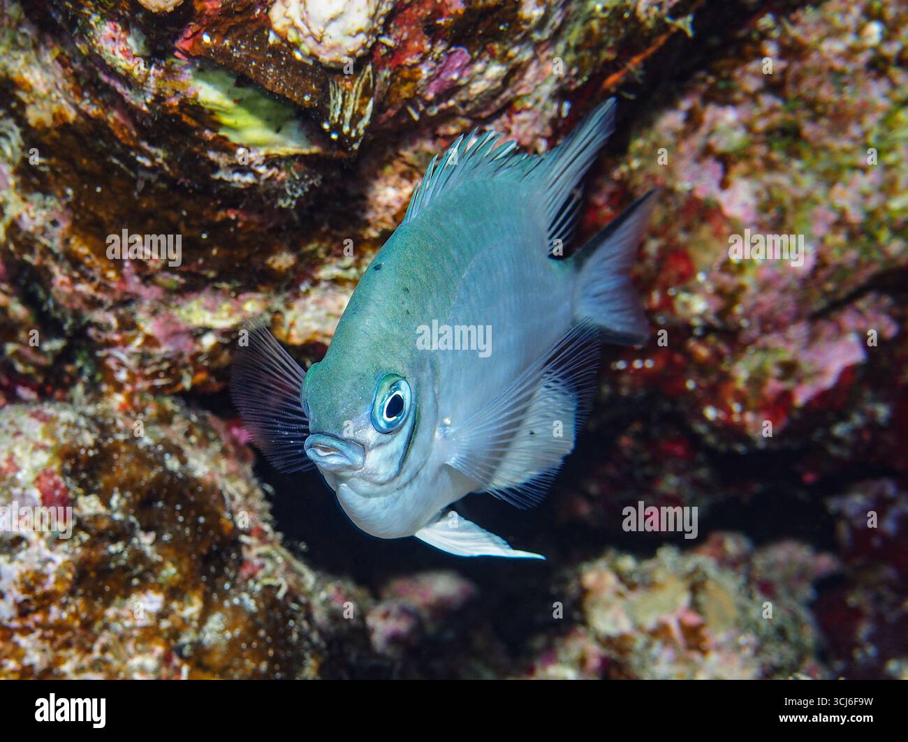Amblyglyphidodon leucogaster - damigella panciuta Foto Stock