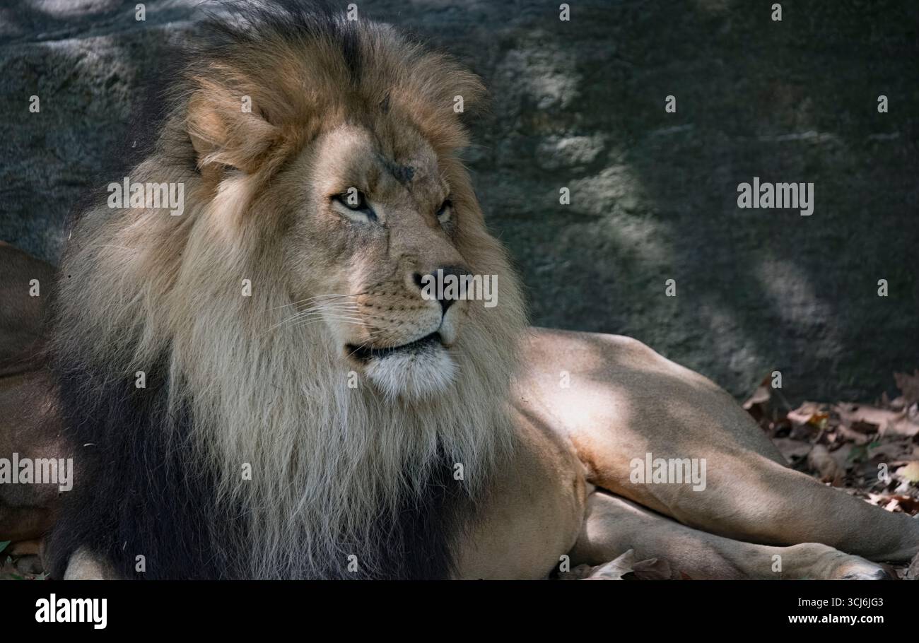 Il leone africano (Panthera leo) è un grande gatto del genere Panthera, originario dell'Africa sub-sahariana e dell'India. Foto Stock