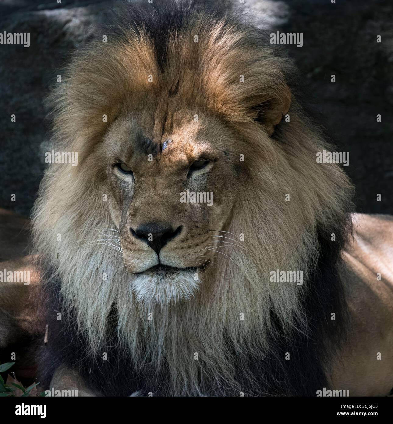 Il leone africano (Panthera leo) è un grande gatto del genere Panthera, originario dell'Africa sub-sahariana e dell'India. Foto Stock