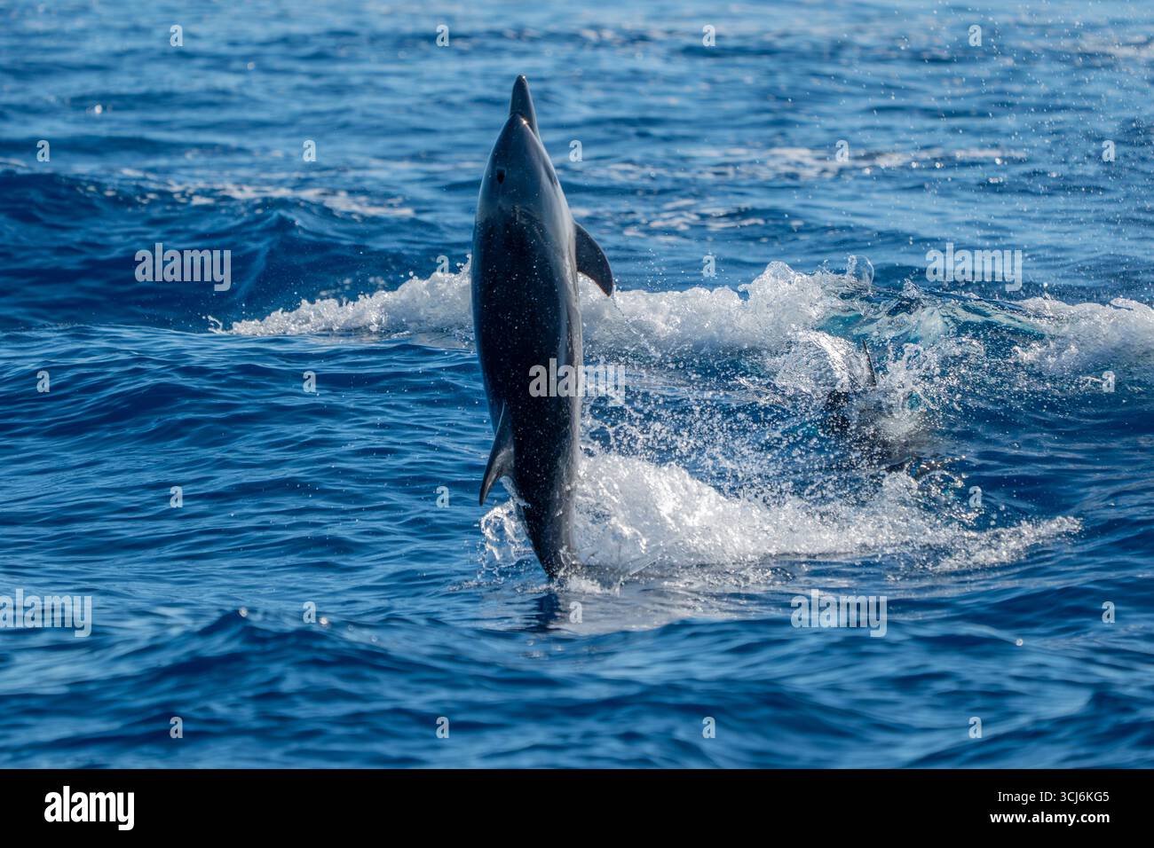 Un delfino a strisce che salta nel mare blu Foto Stock
