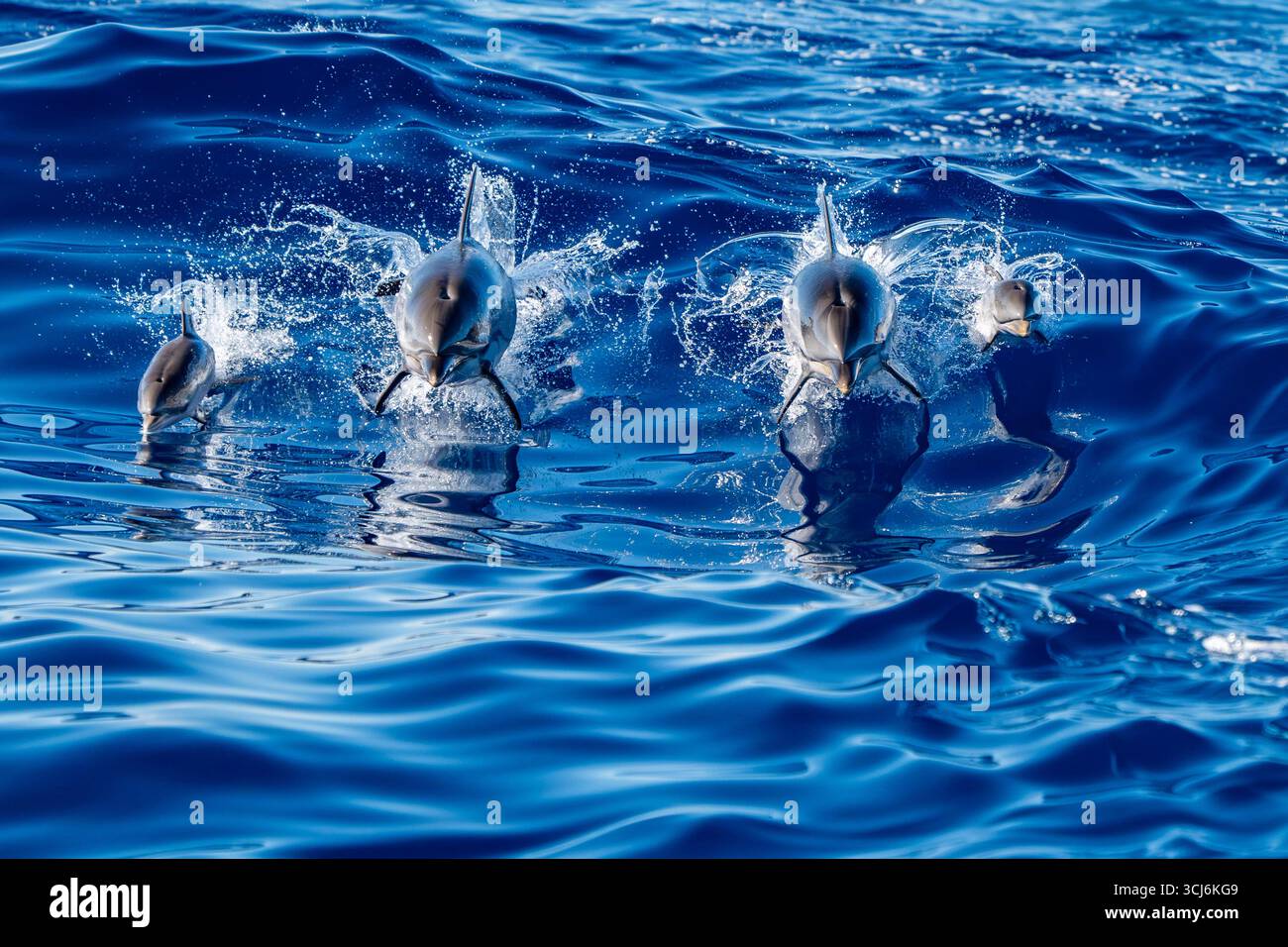 Una famiglia di delfini a righe, madre e vitello appena nato che salta nel mare blu Foto Stock