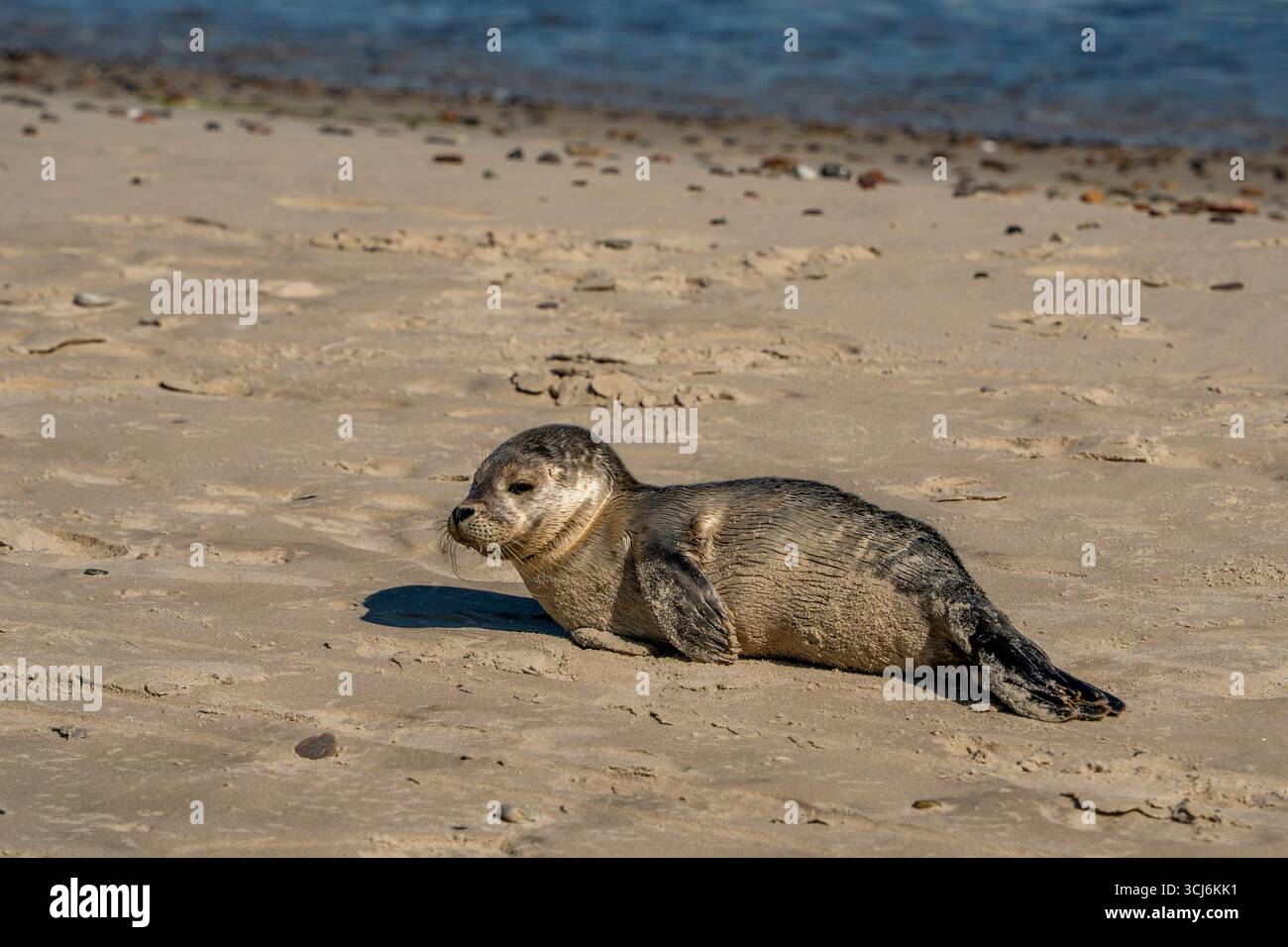Una foca grigia neonata nella spiaggia sabbiosa di Skagen, Danimarca Foto Stock