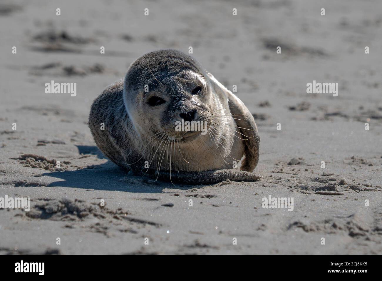 Una foca grigia neonata nella spiaggia sabbiosa di Skagen, Danimarca Foto Stock