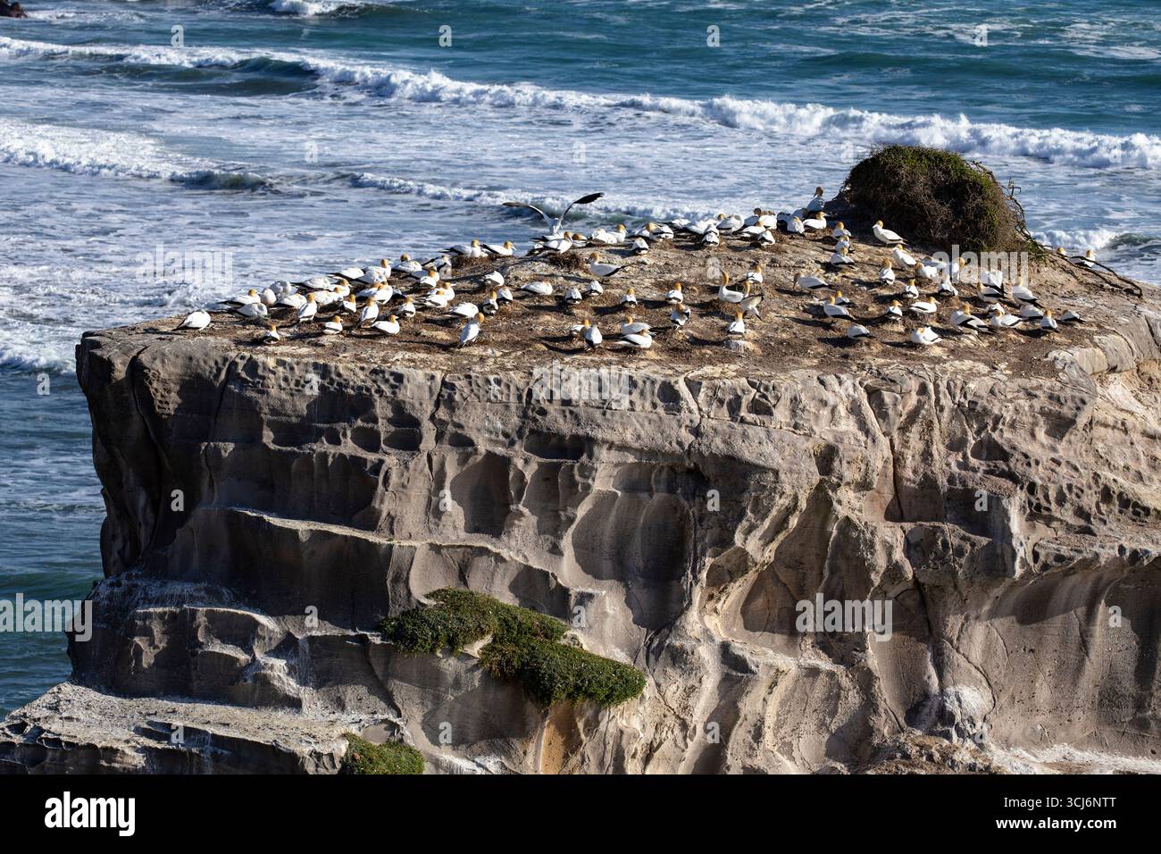 Colonia di gannet Australasiana (Morus serrator) sulle scogliere vulcaniche di Muriwai, costa occidentale, Isola del Nord, nuova Zelanda, fotografia di fauna selvatica Foto Stock